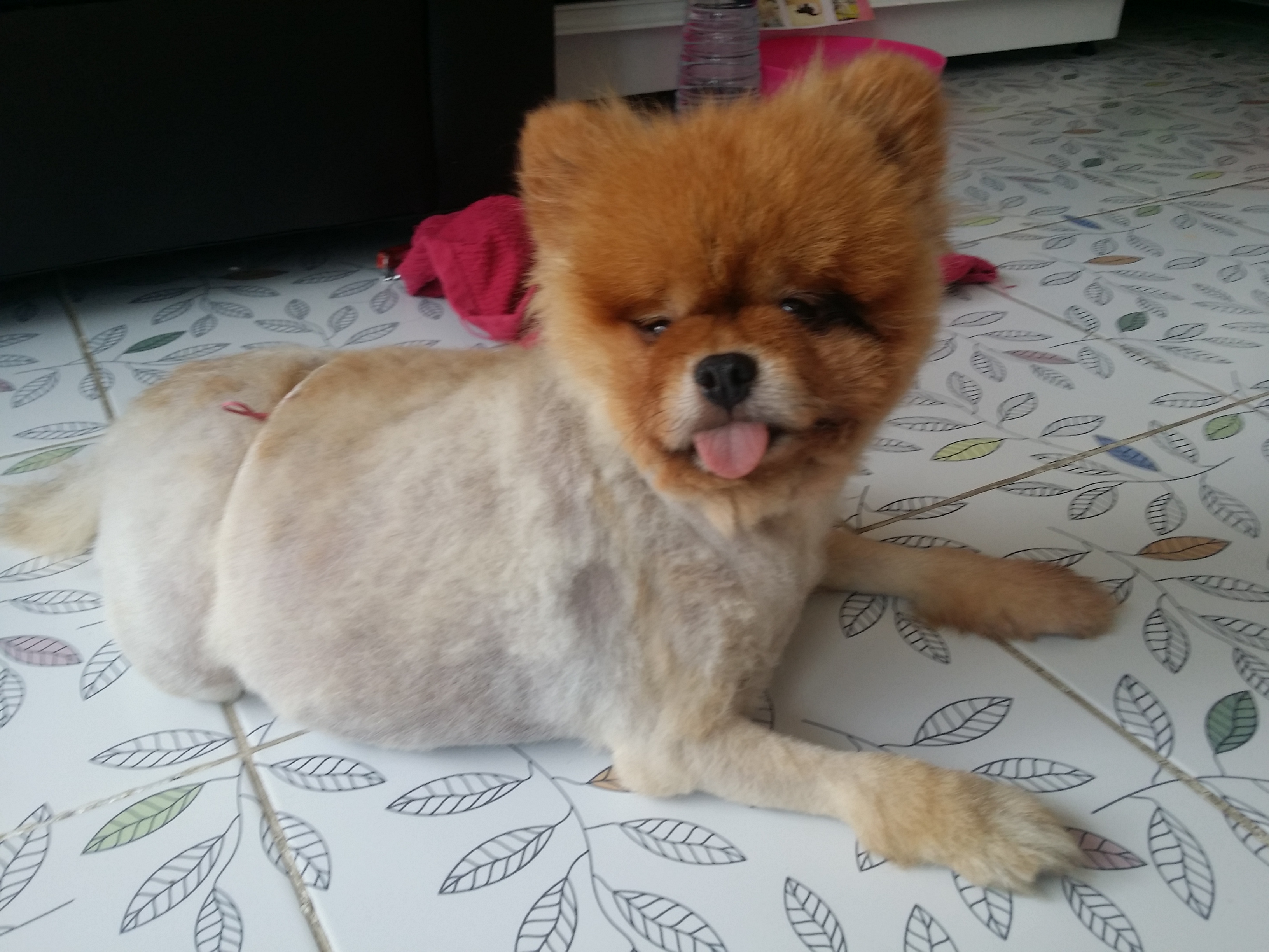 Dr. Nuch Pet Clinic