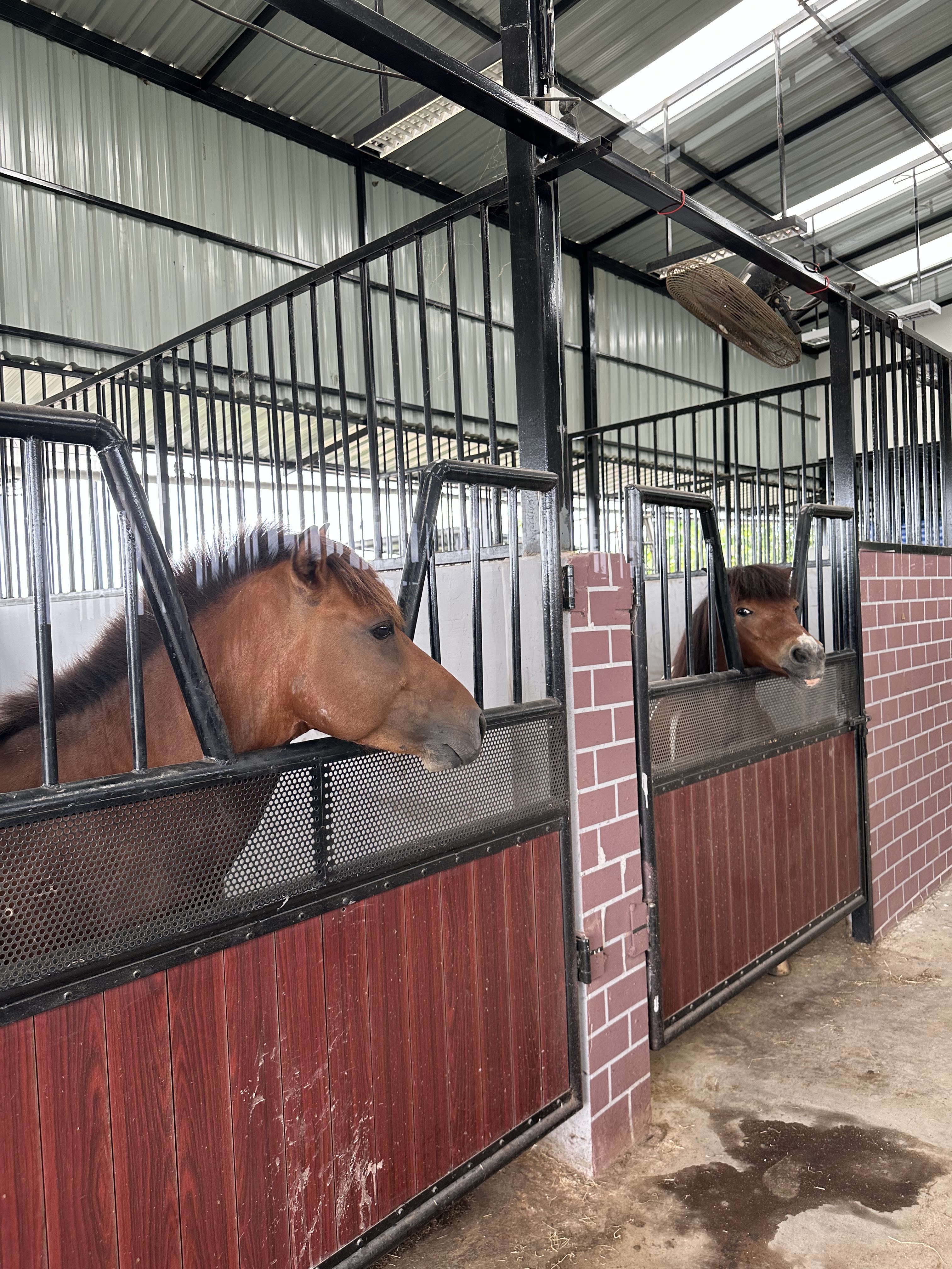 Good Feel Equestrian Club