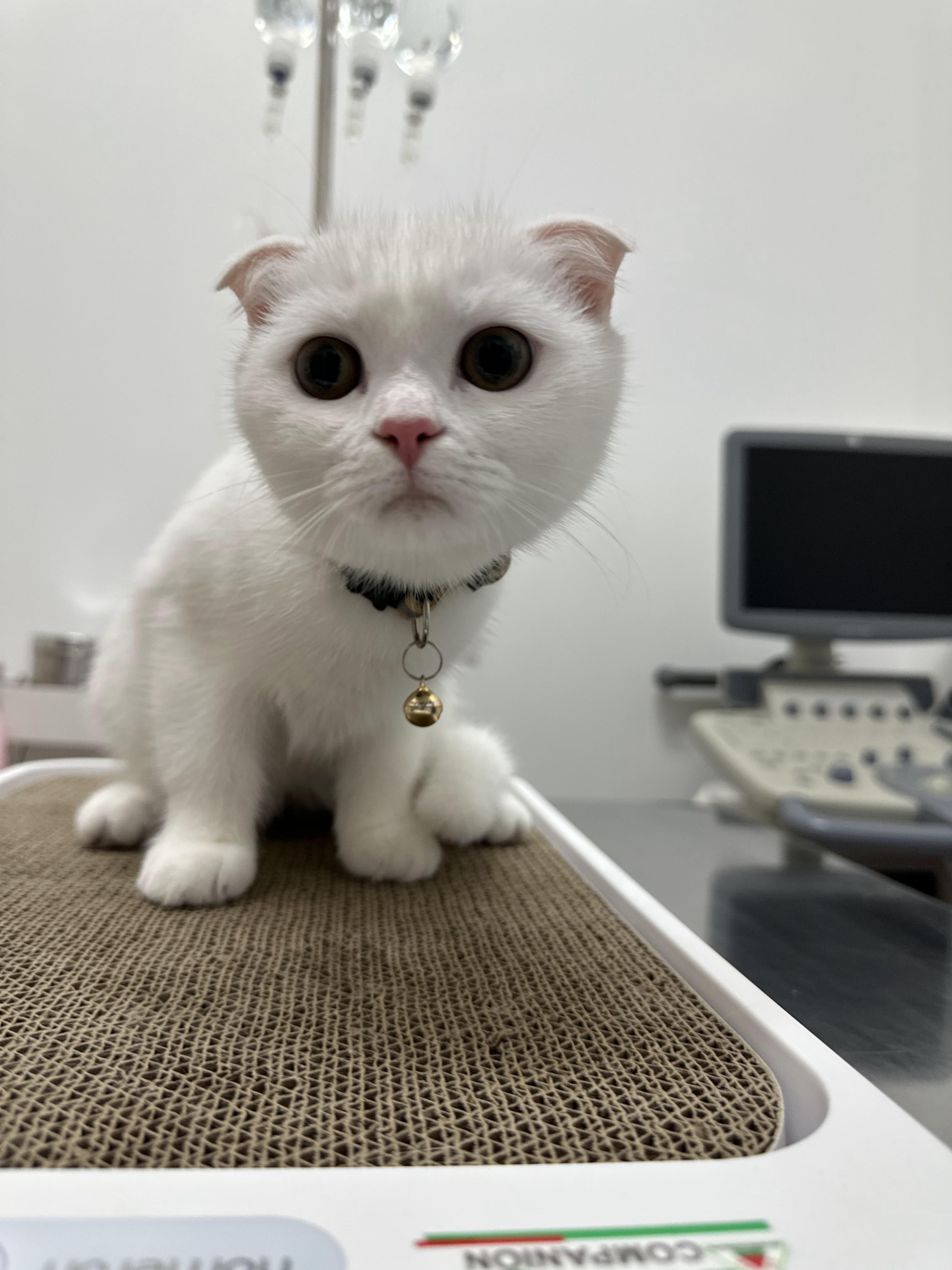 JS Pet Clinic