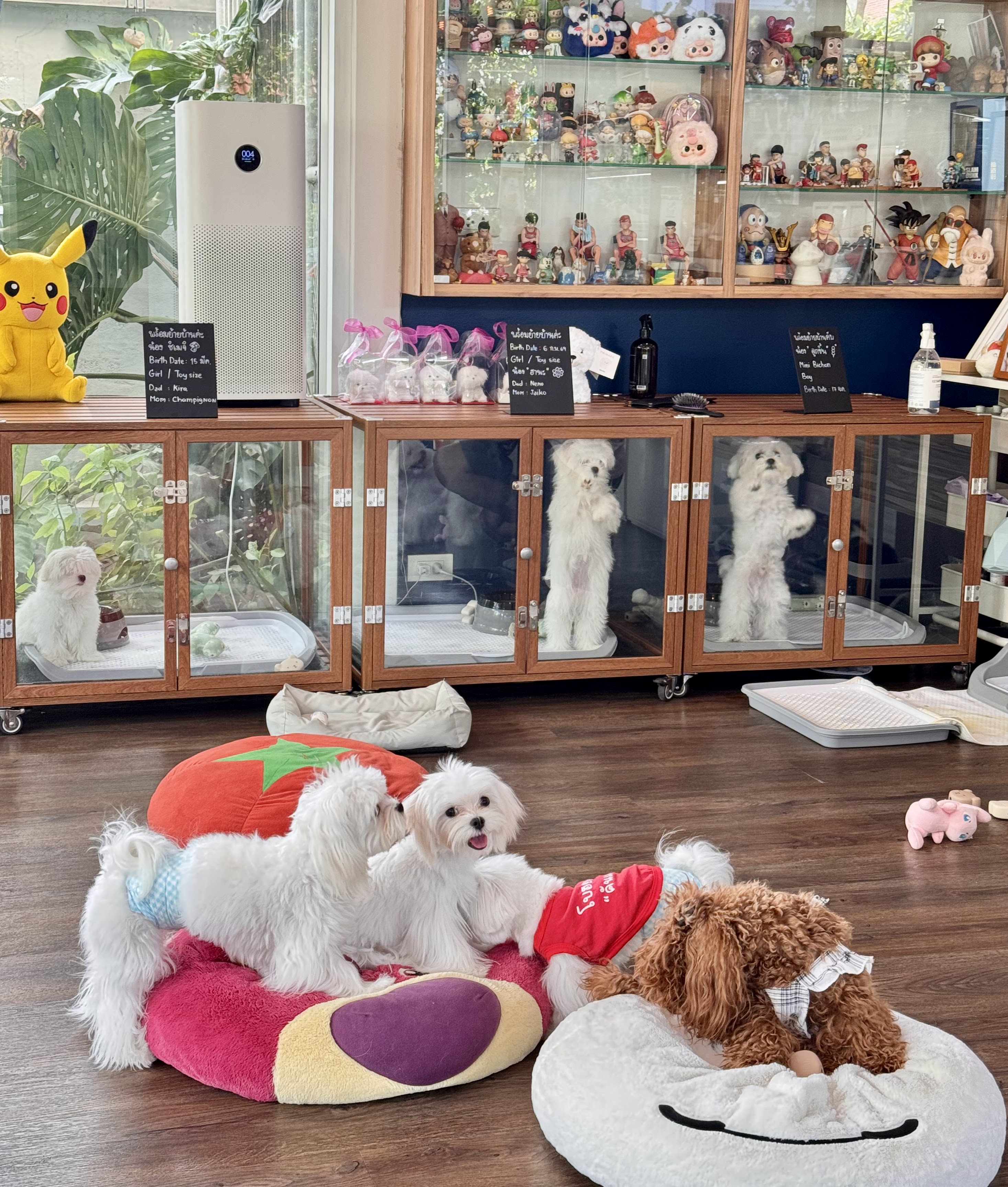 Lang Baan Maltese dog cafe