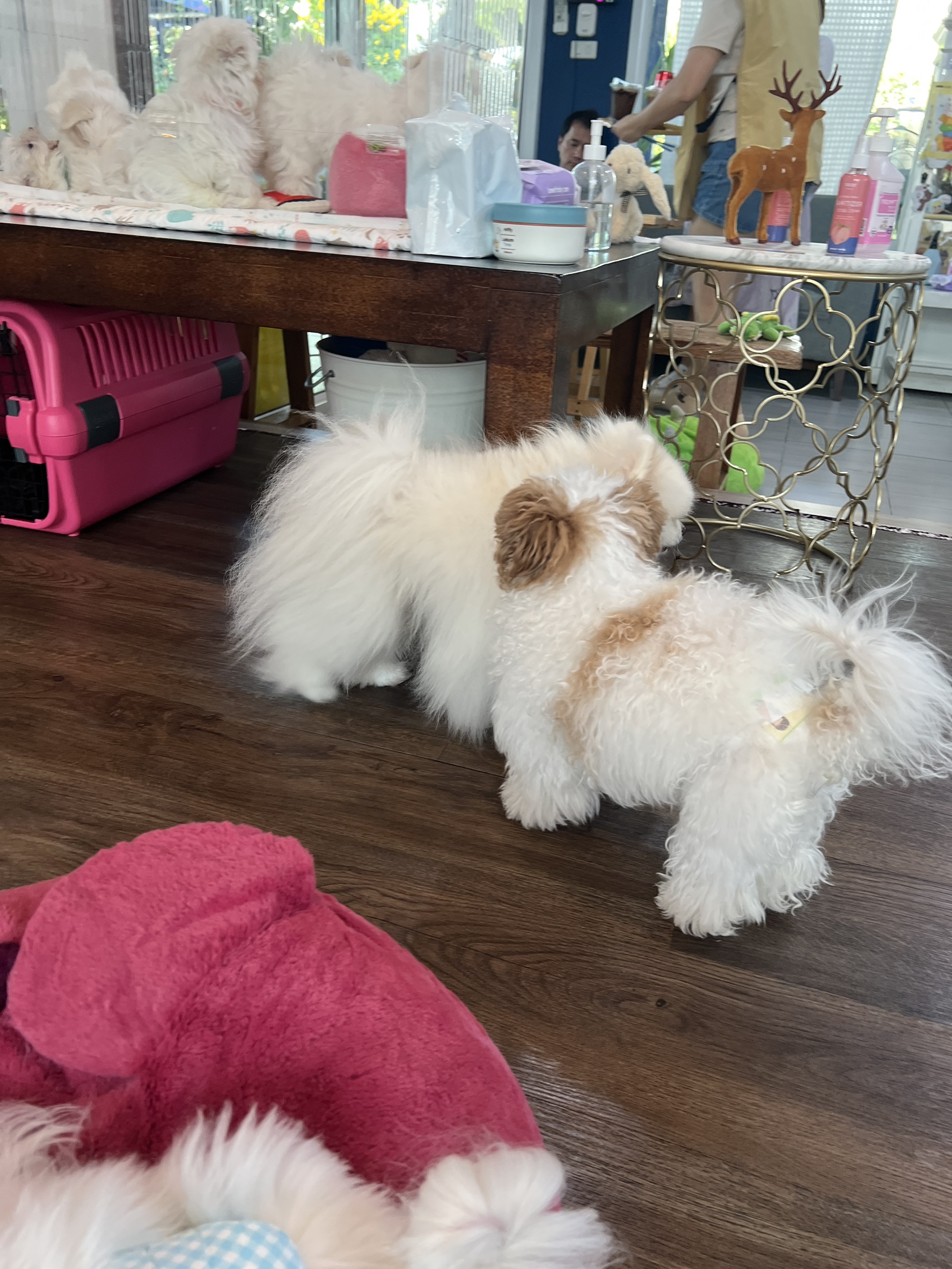 Lang Baan Maltese dog cafe