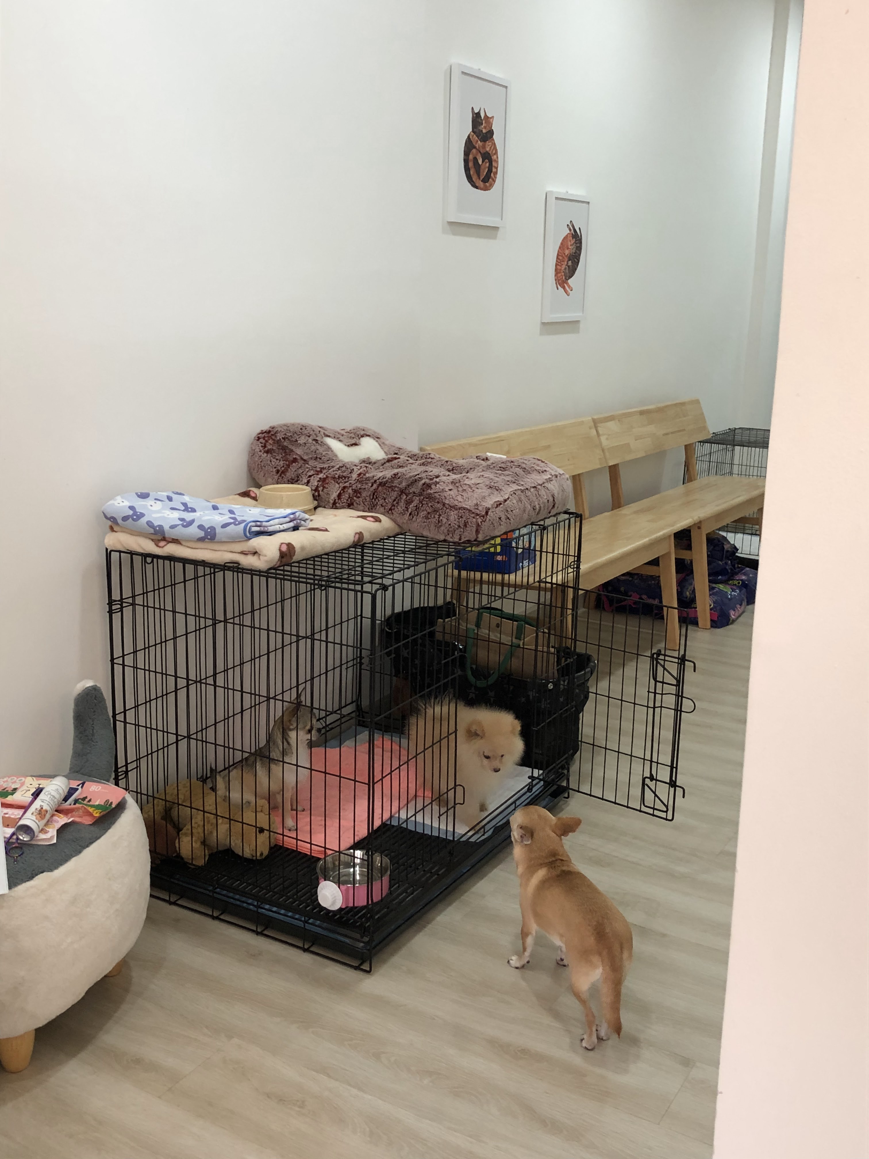Little P. Pet Clinic
