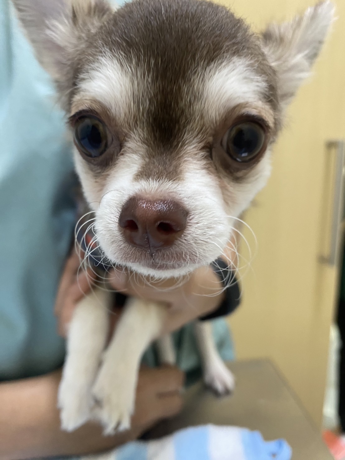 Malileen vet clinic
