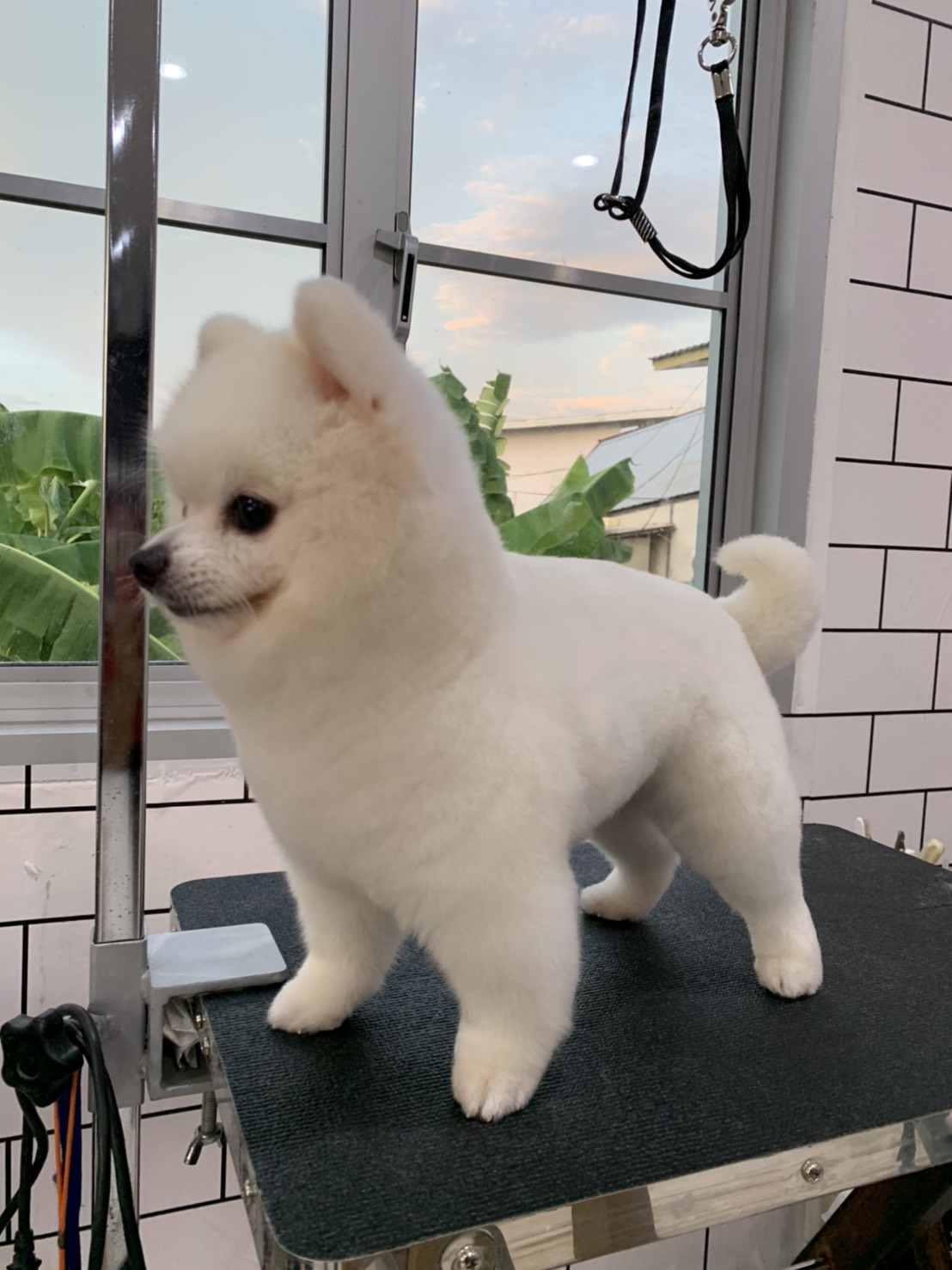 PawPlearn Animal Hospital