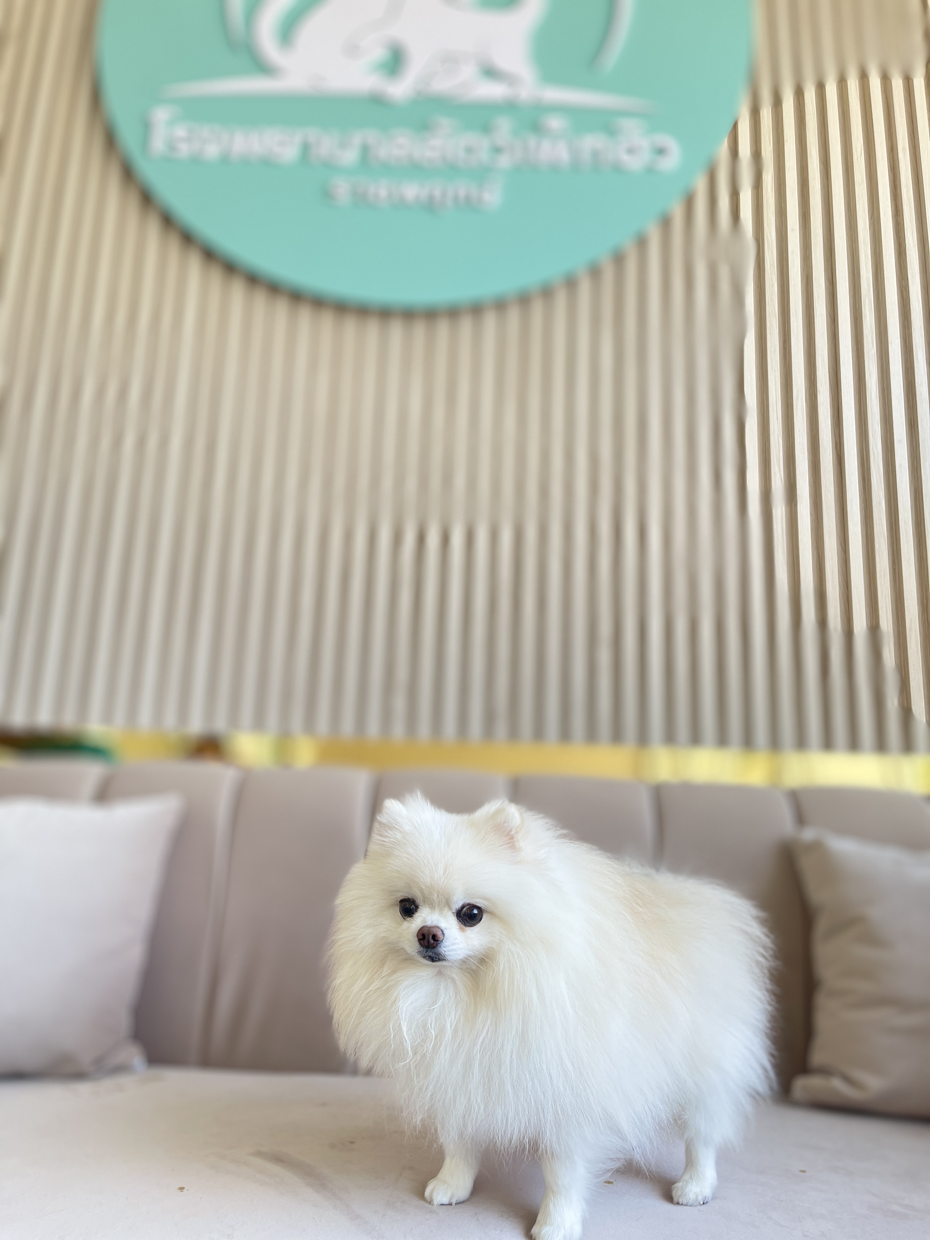 Pet Heal Animal Hospital