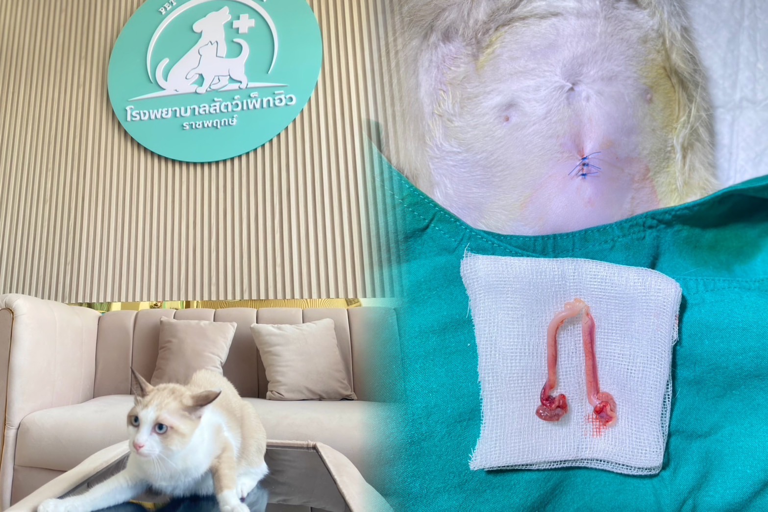 Pet Heal Animal Hospital