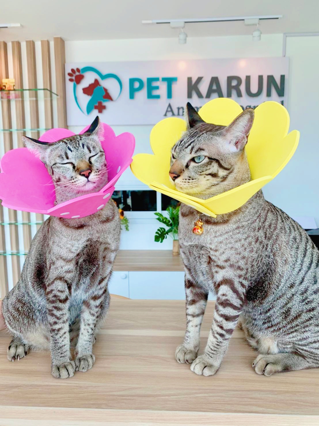 Pet Karun