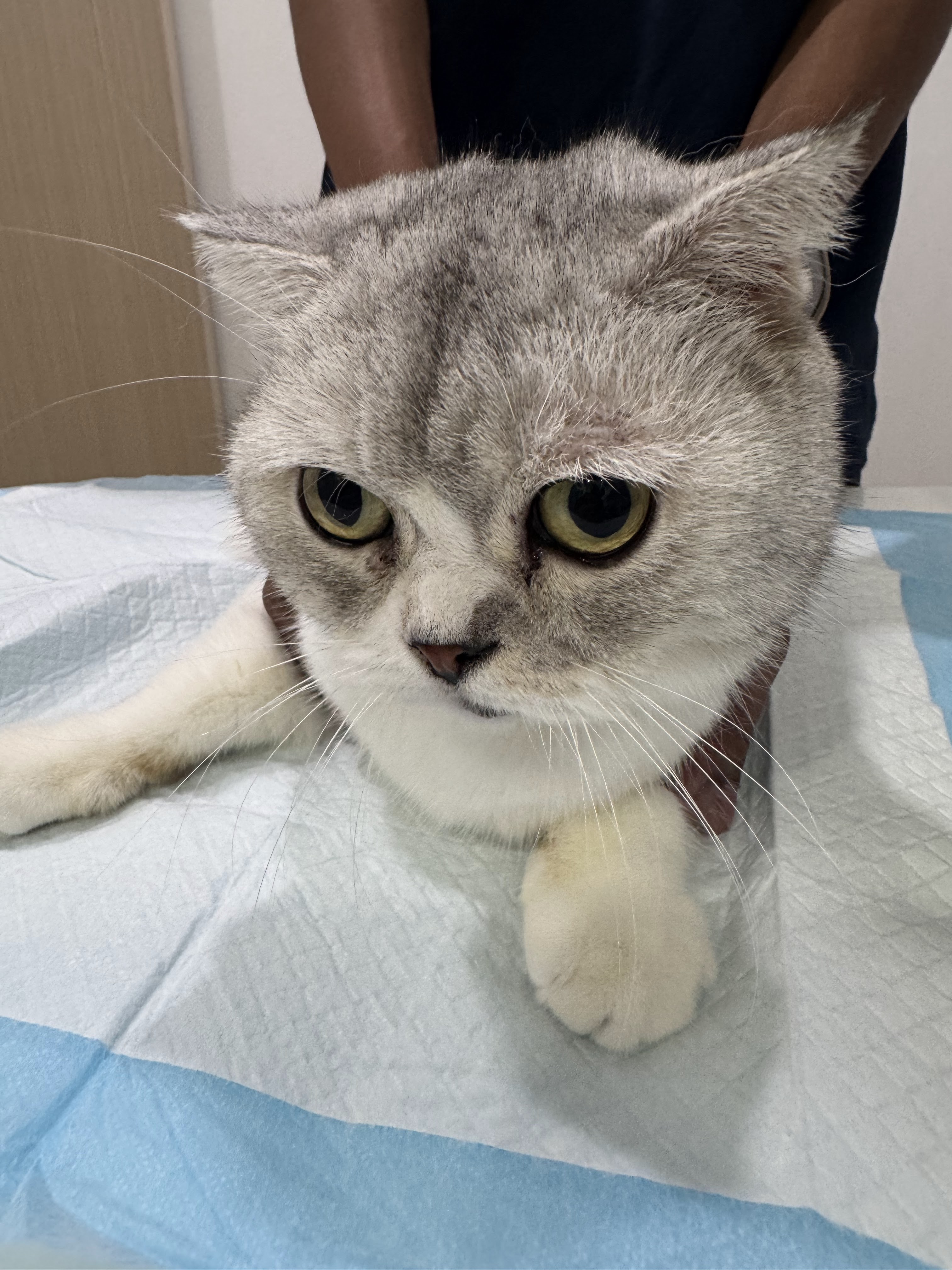 Petcio Animal Hospital