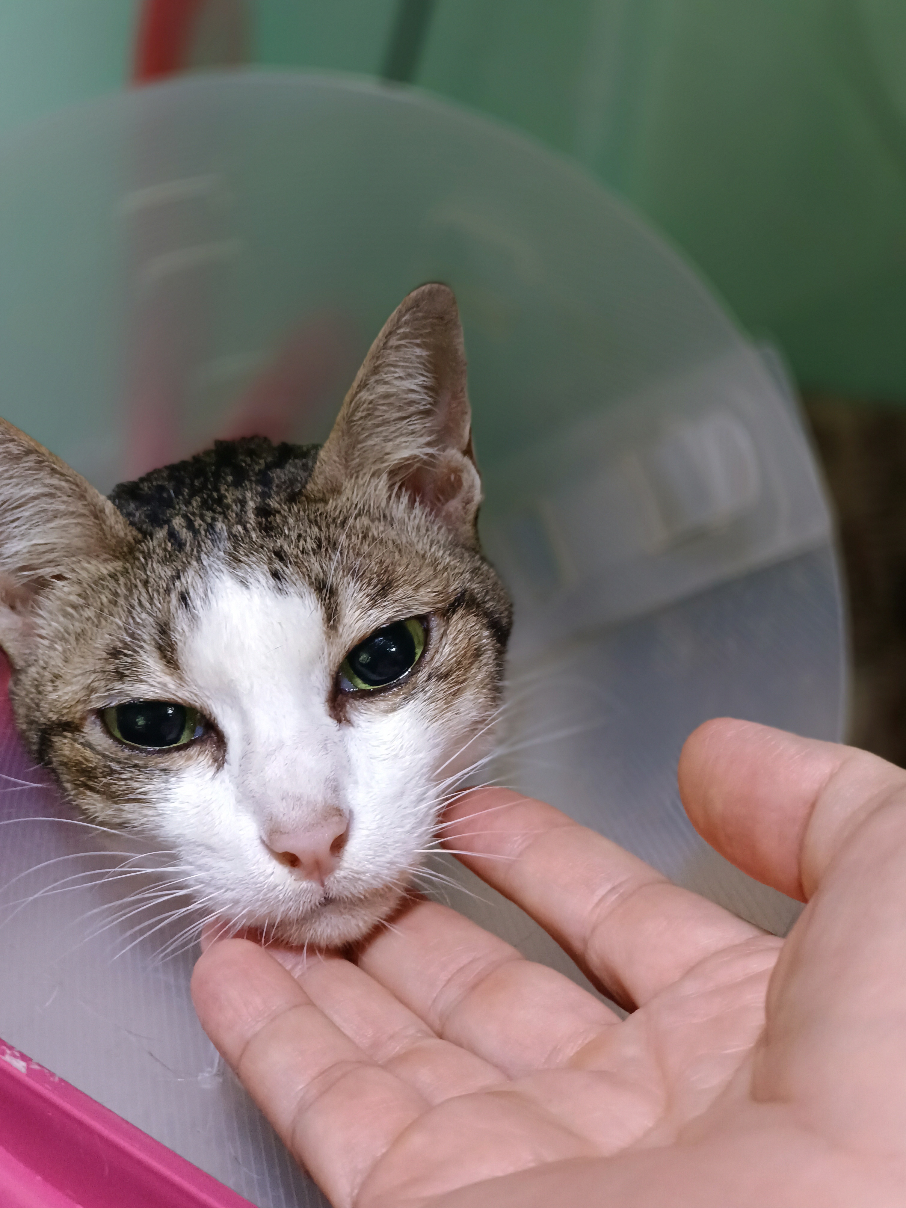 Petku Animal Hospital