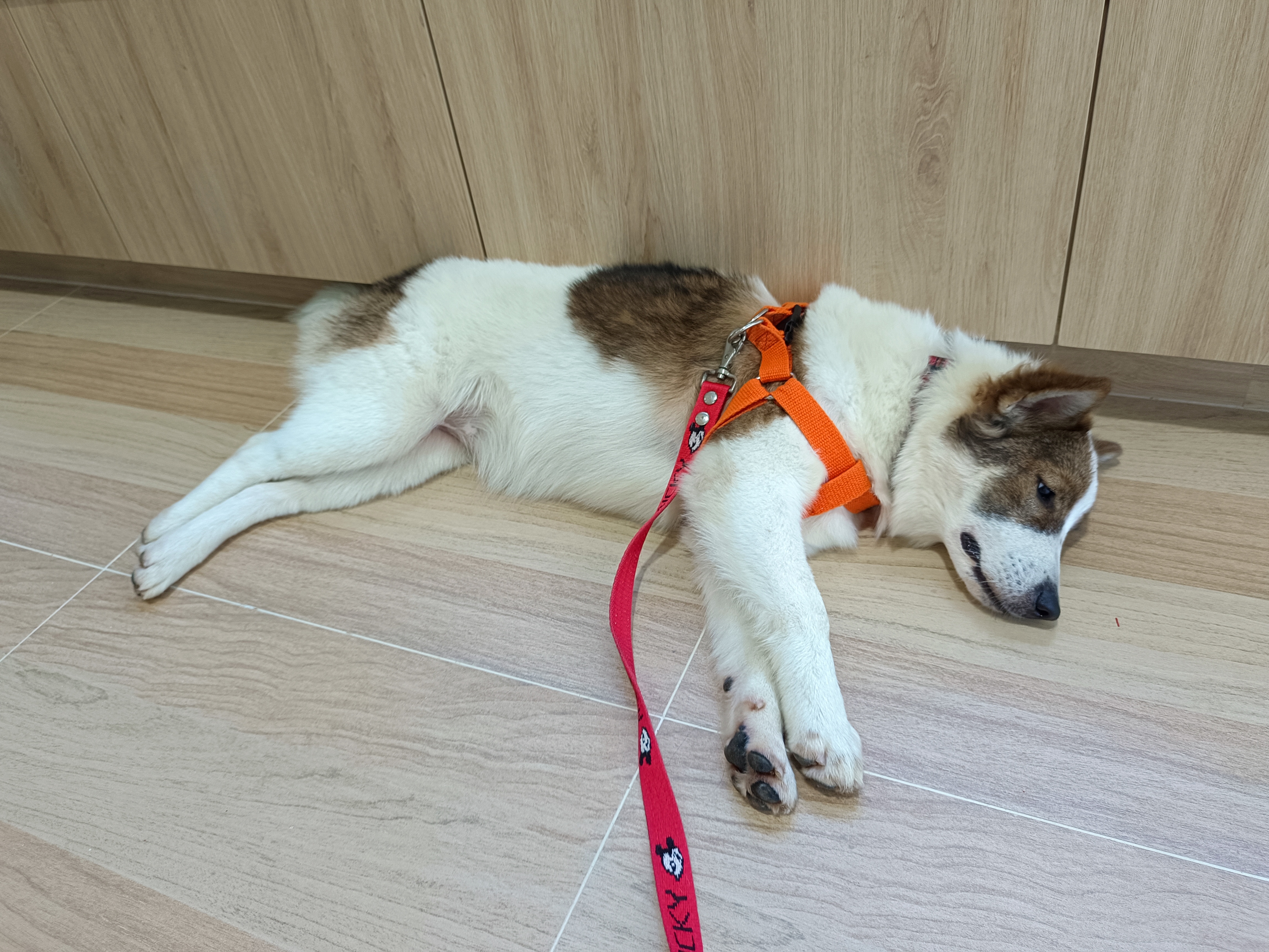 Petku Animal Hospital