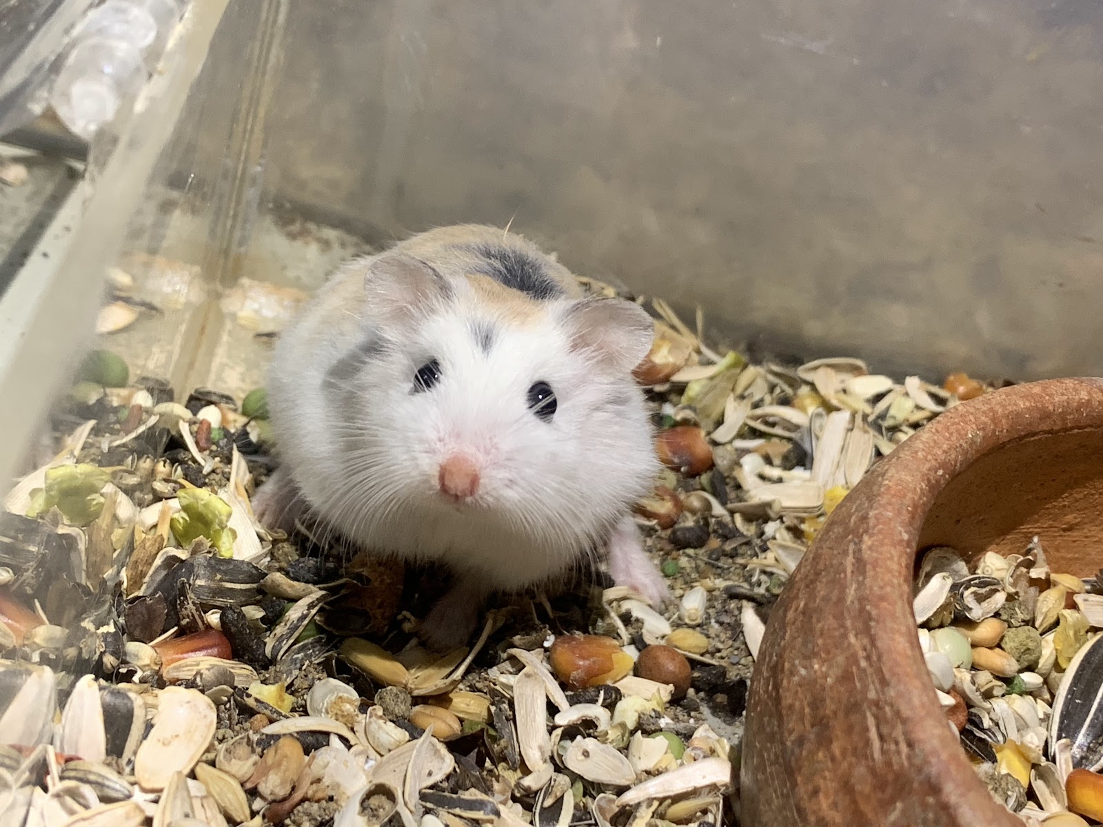 Pos hamster shop