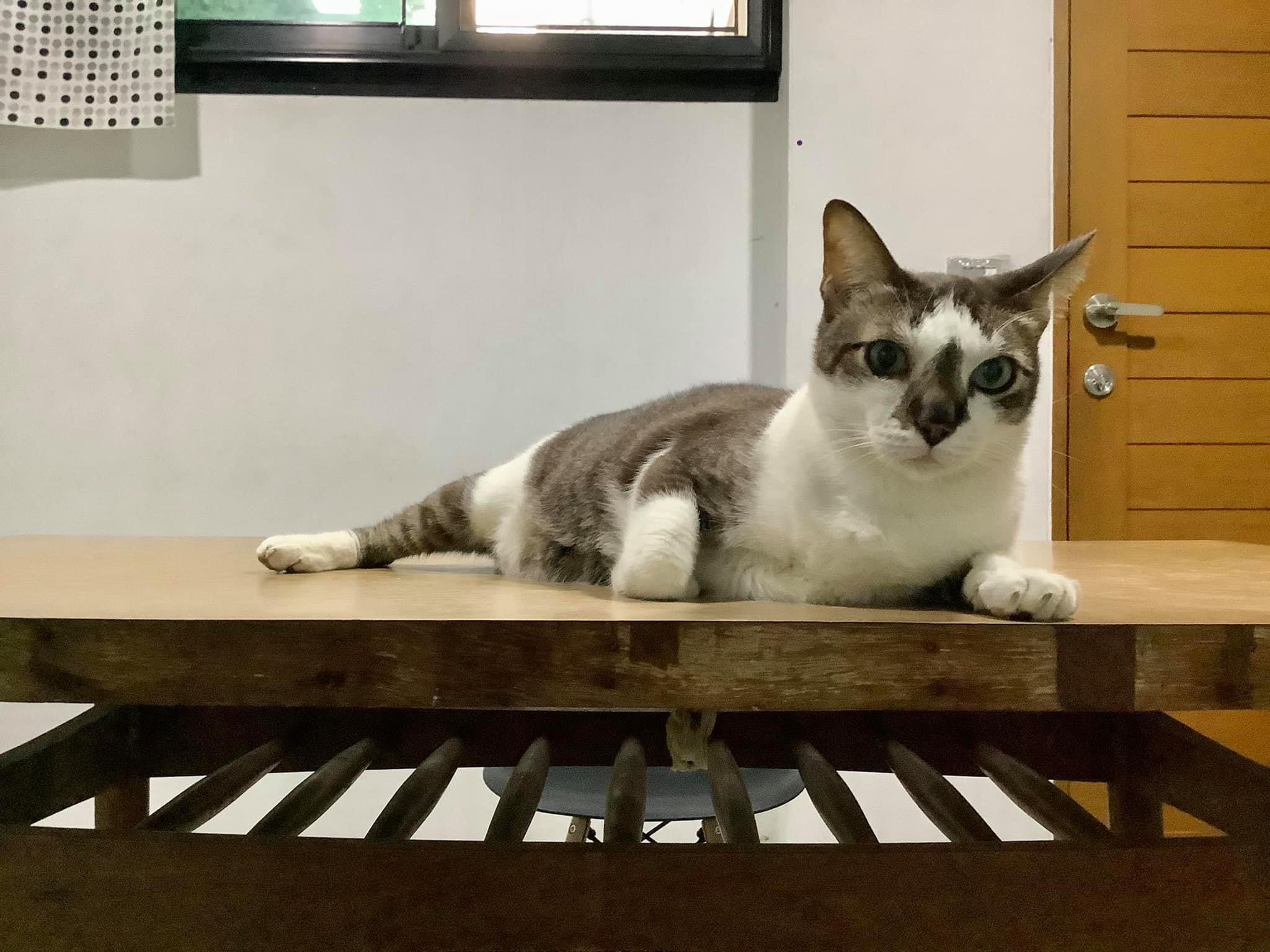 Sayan Veterinary