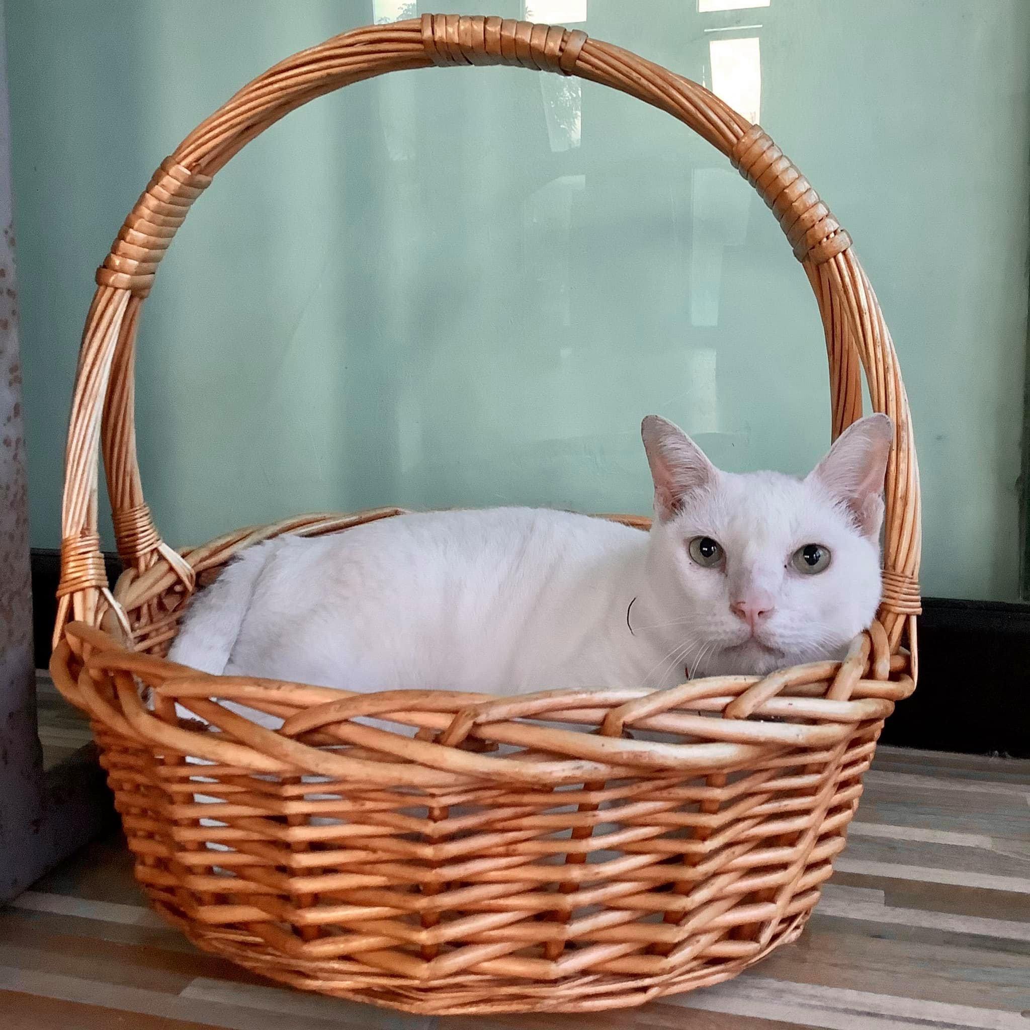 Sayan Veterinary