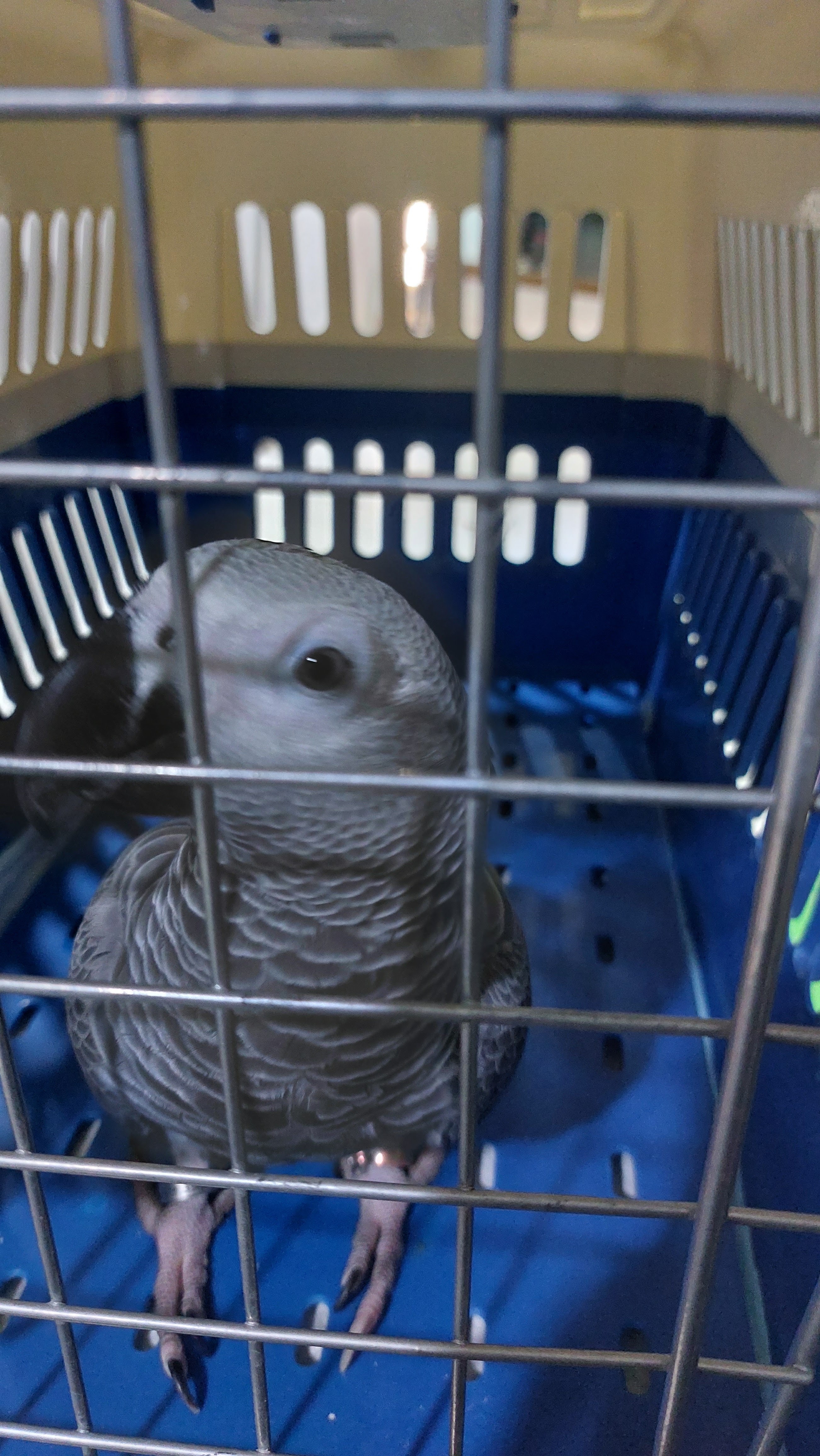 Siam Pet Animal Hospital