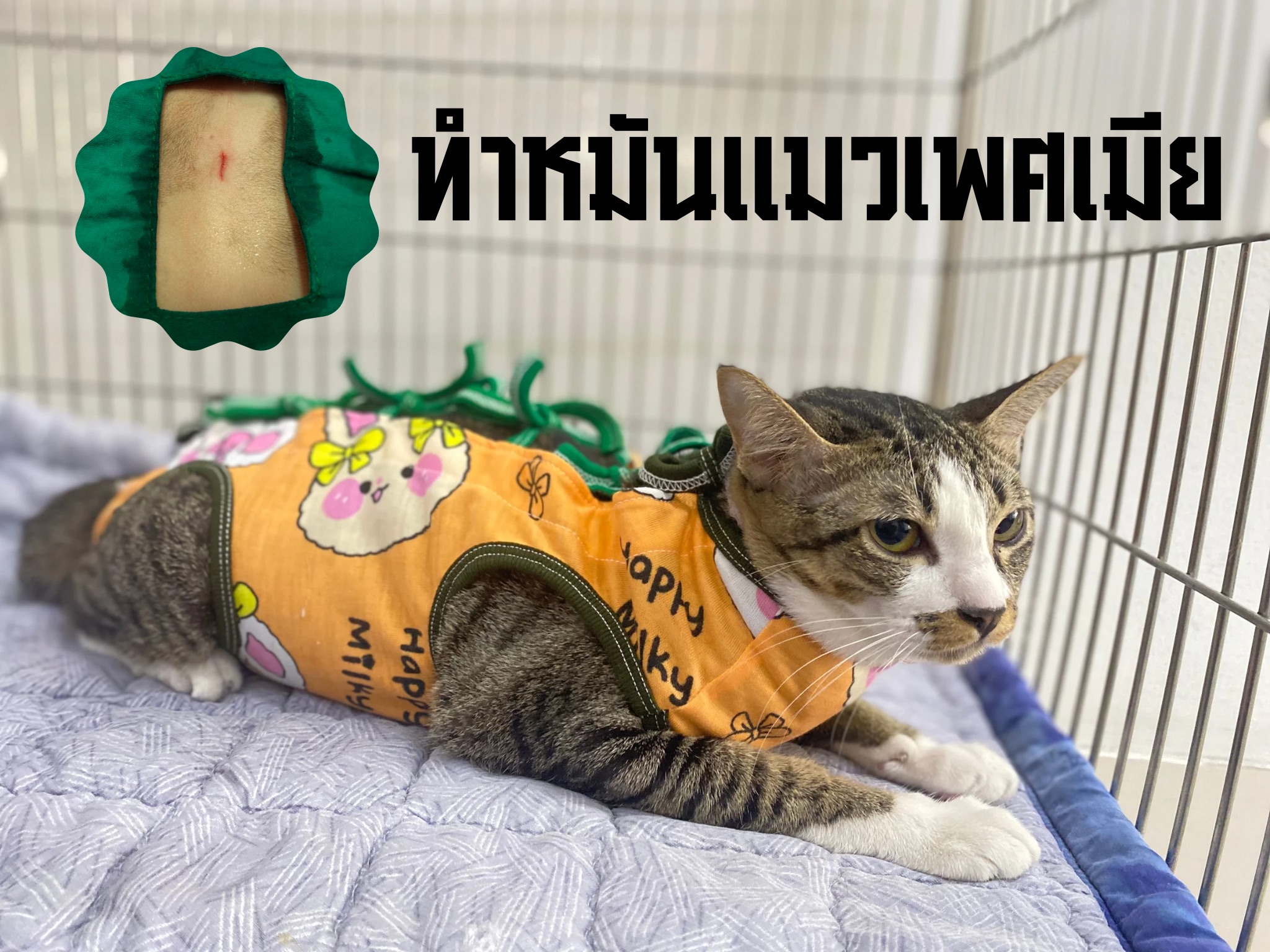 Thanat Pet Clinic