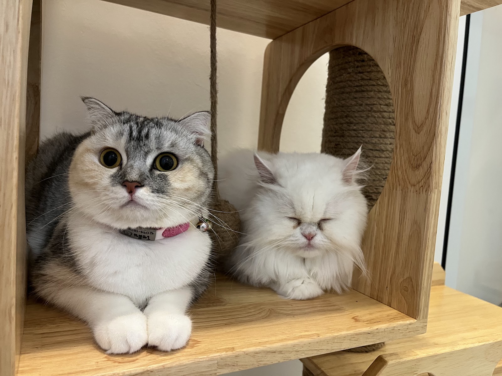 Thonglor Pet Hospital Tiwanon