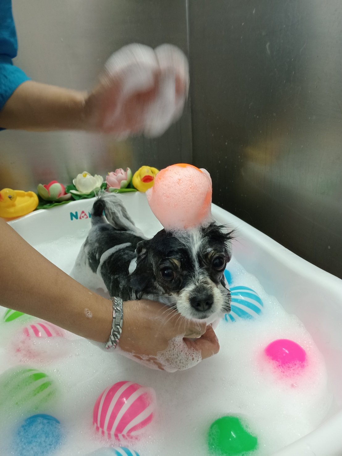 Westgate Pet Clinic