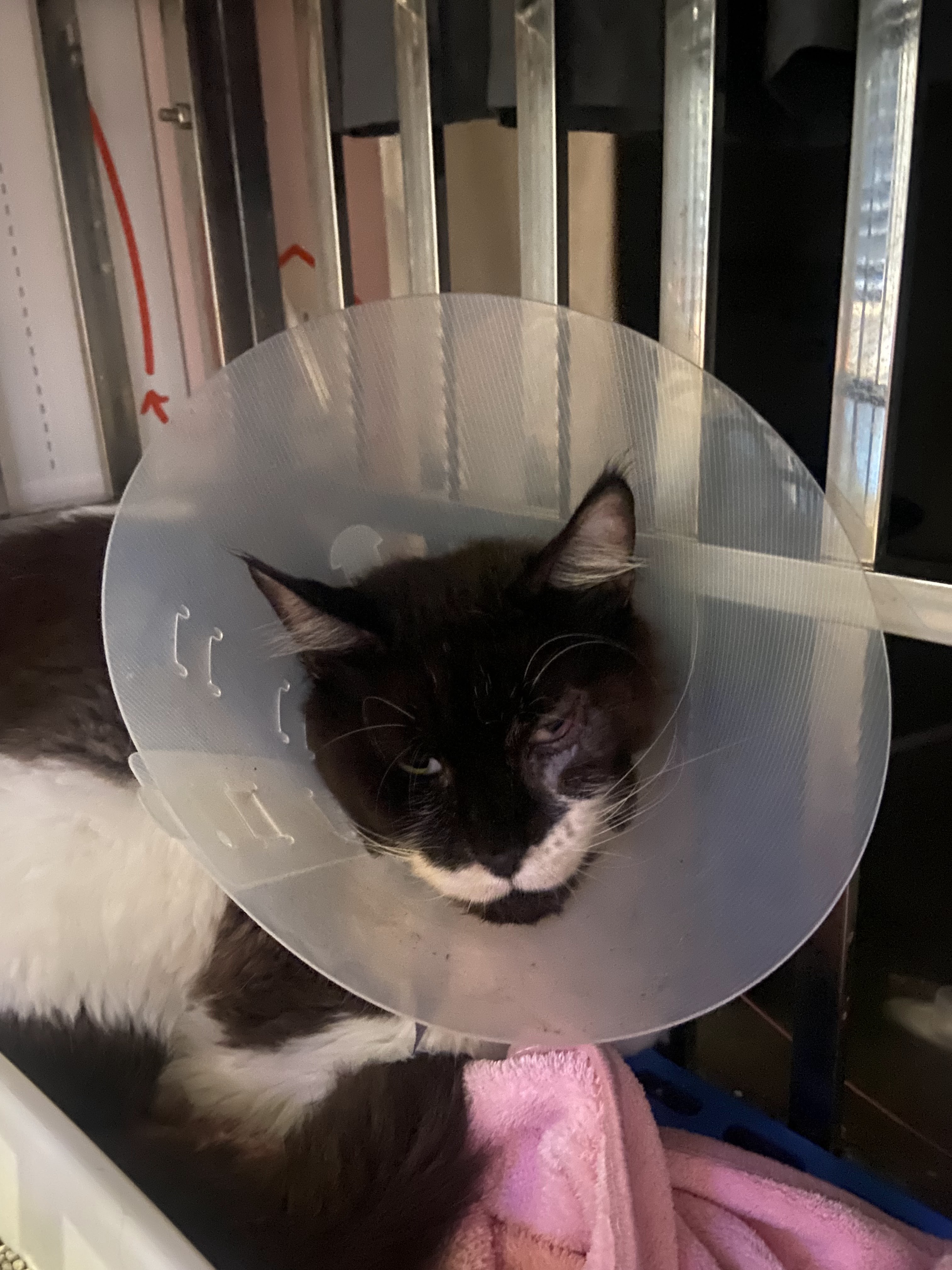 Your Pet Clinic