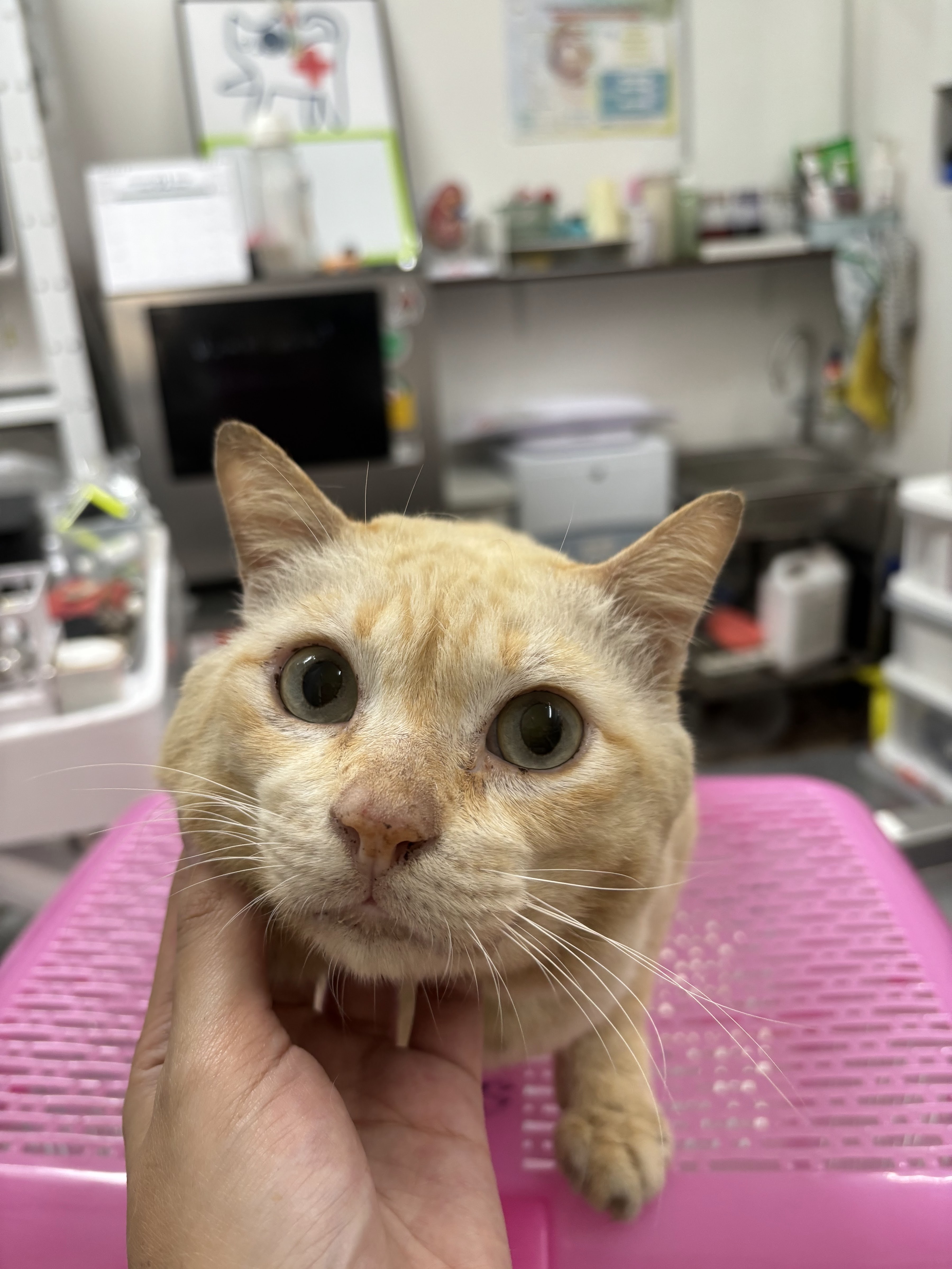 Your Pet Clinic