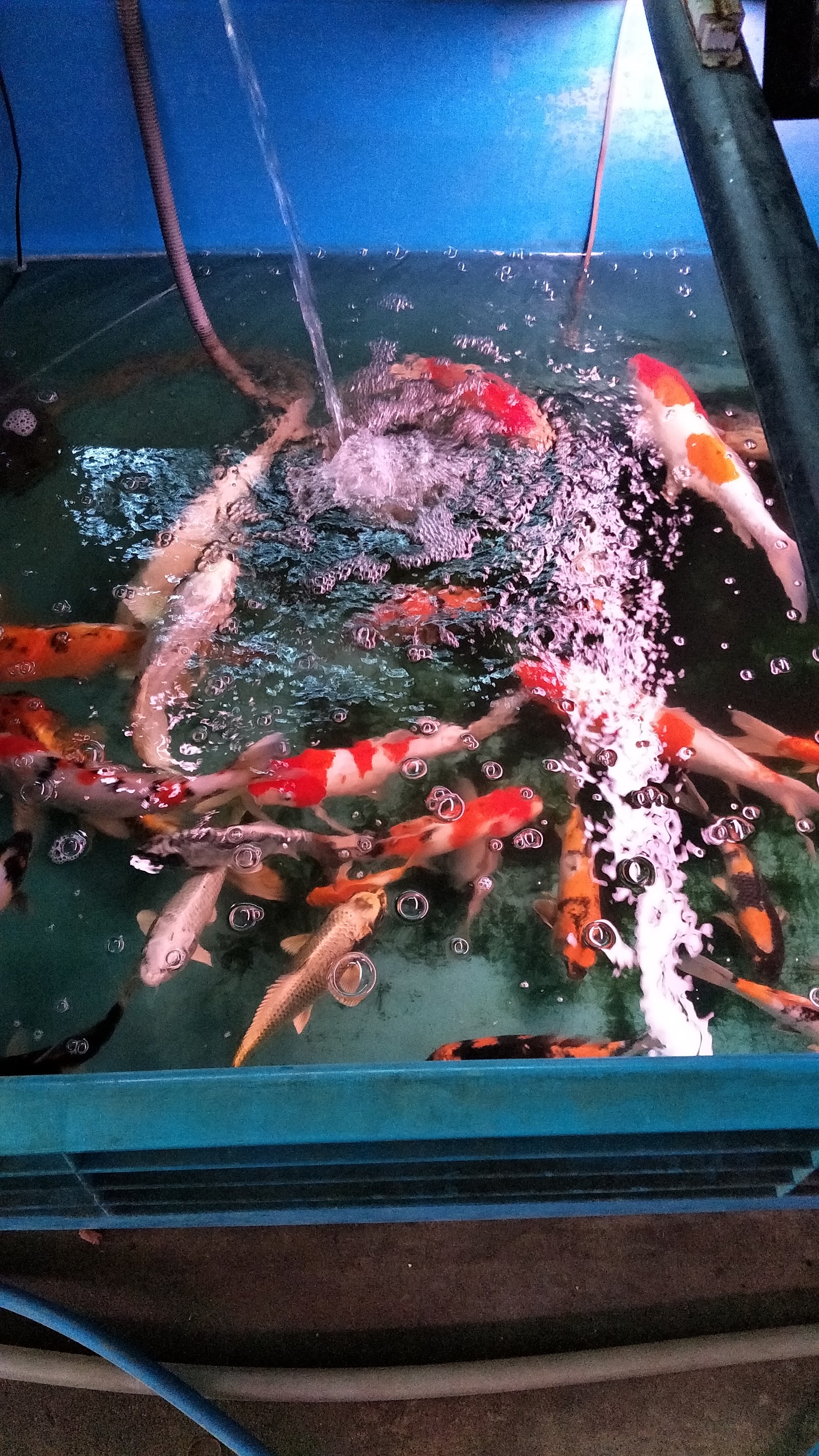 Pet Market