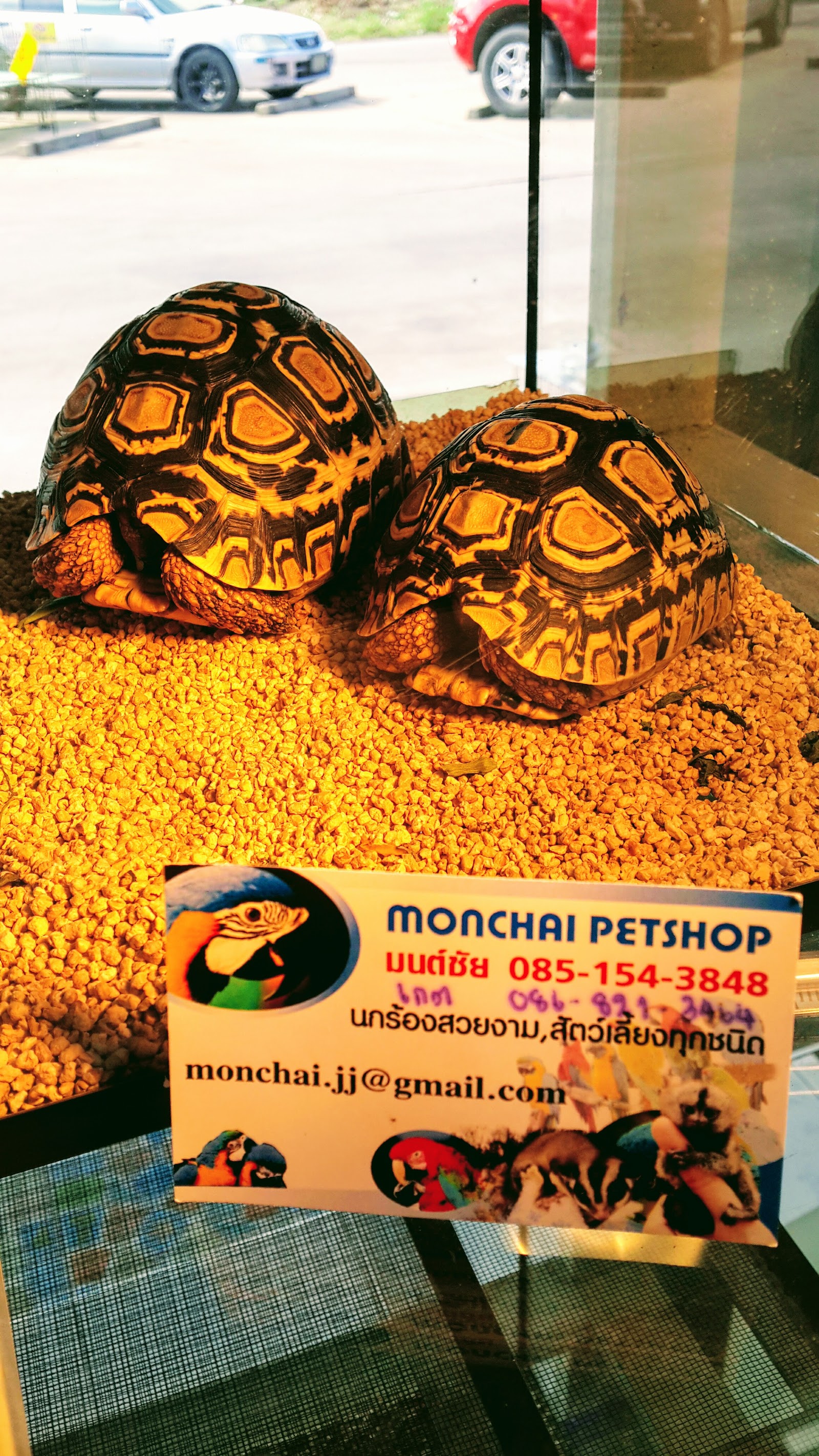 Pet Market