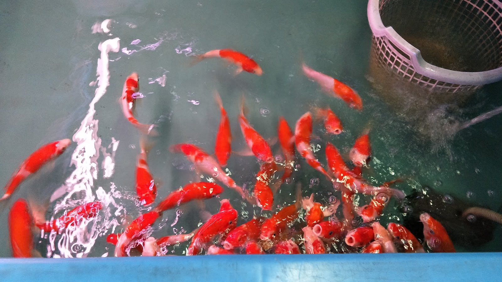Pet Market
