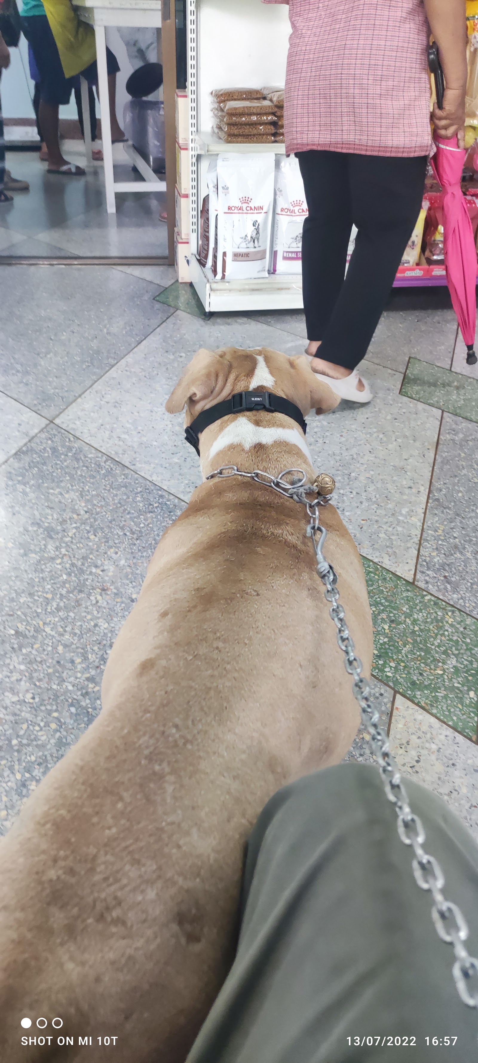 Animal Medicine