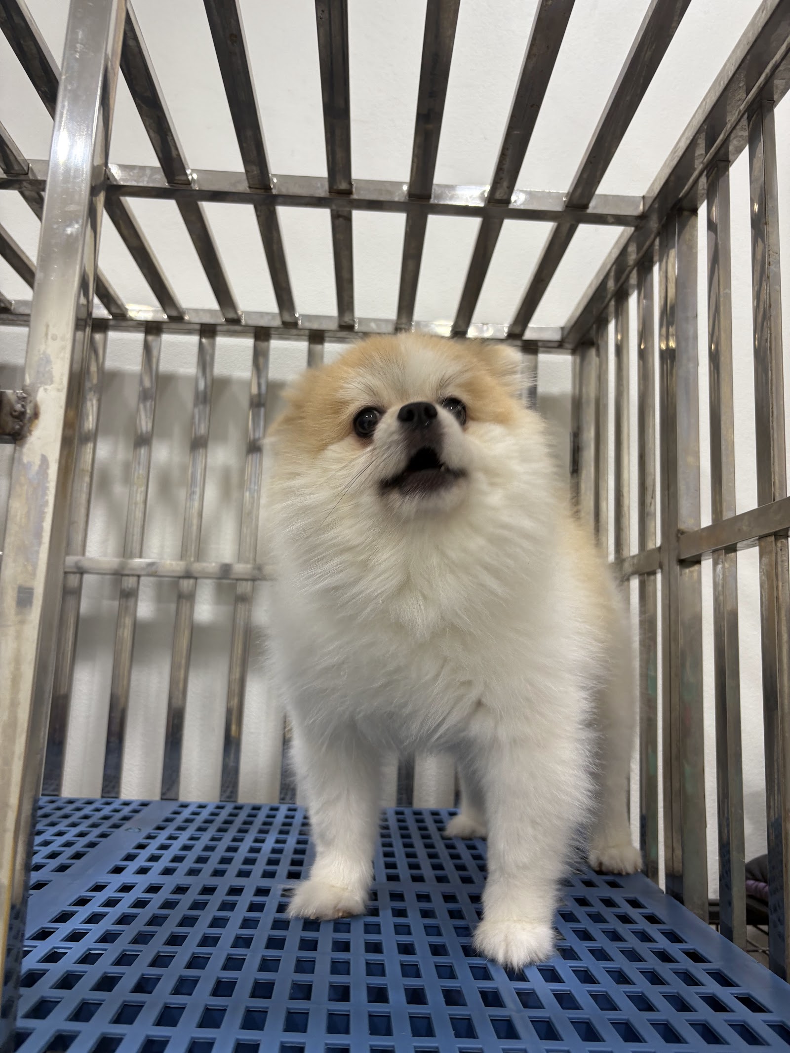 Banlaem Animal Hospital