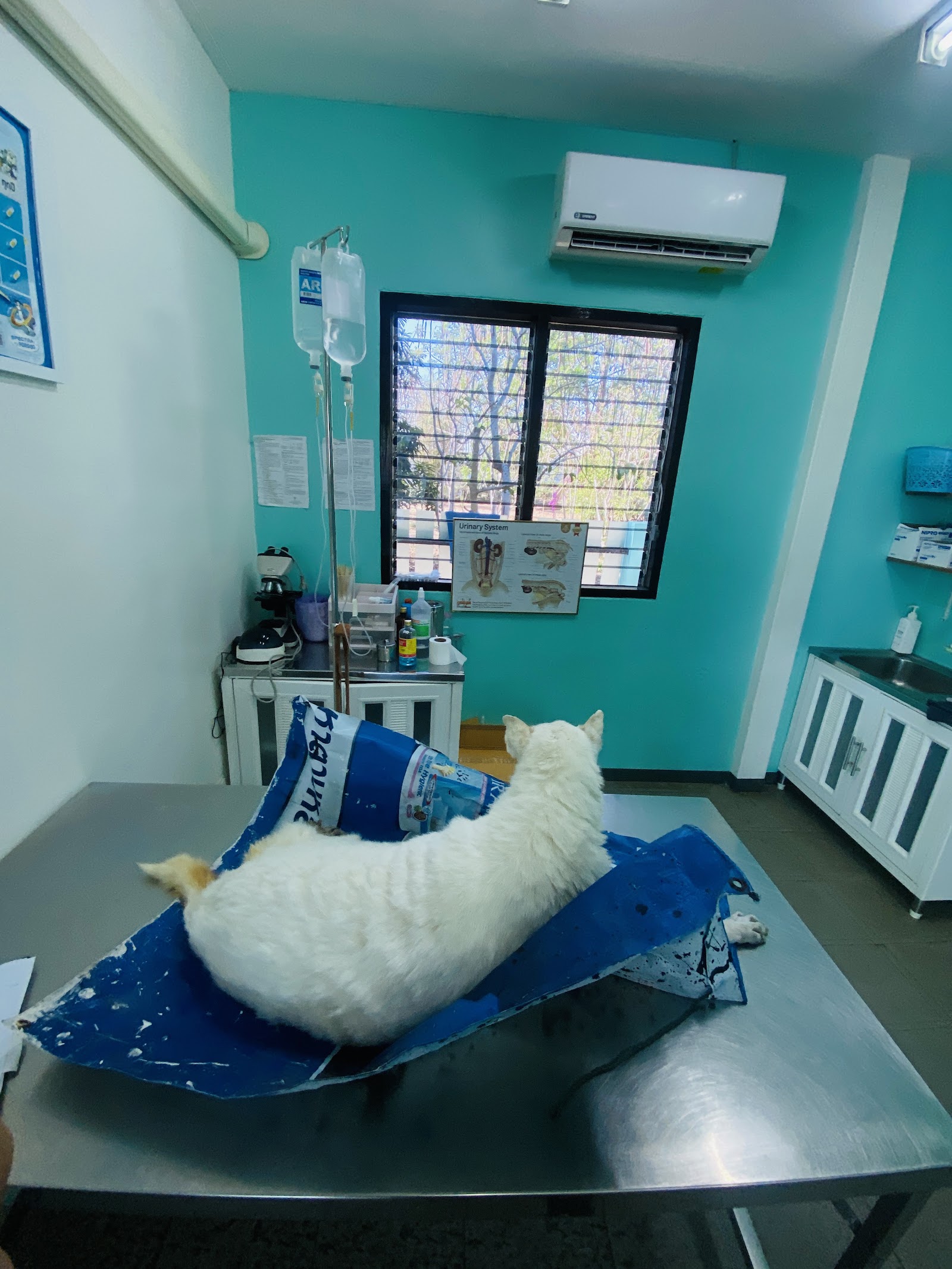 Dr. Jum Animal Treatment Cha-am
