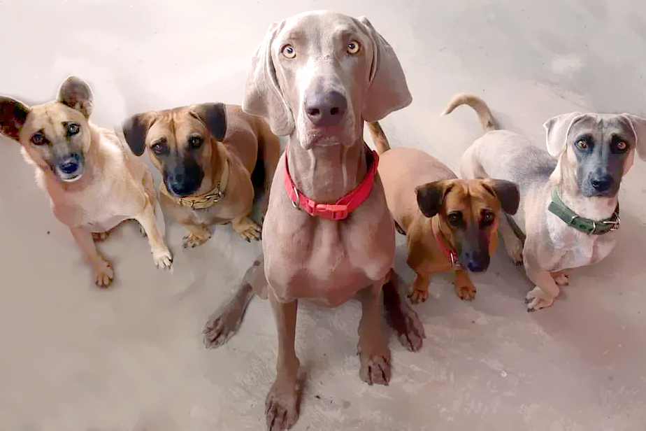 Hua Hin Dog Training and Boarding