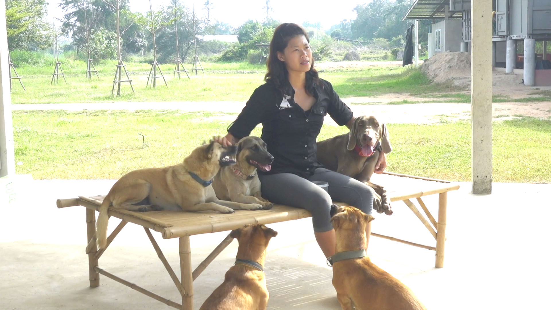Hua Hin Dog Training and Boarding