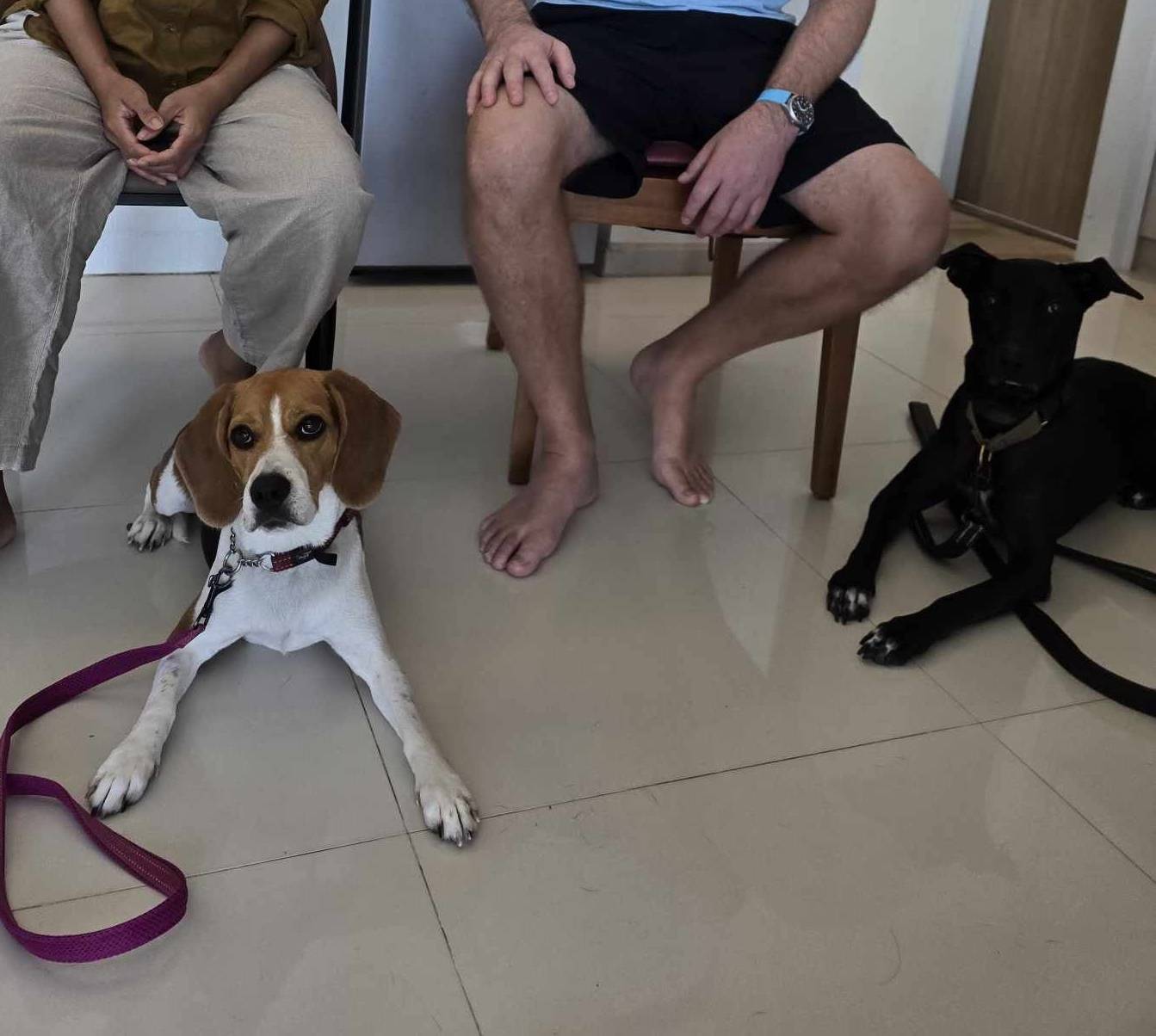 Hua Hin Dog Training and Boarding