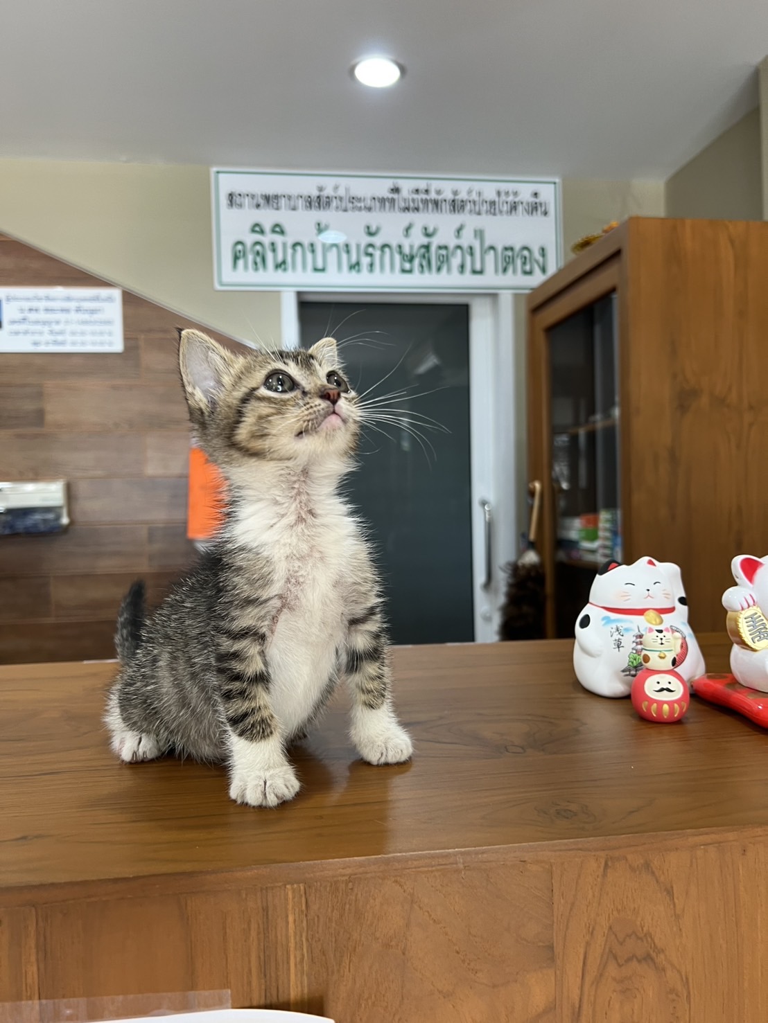 Wildlife Conservation Clinic