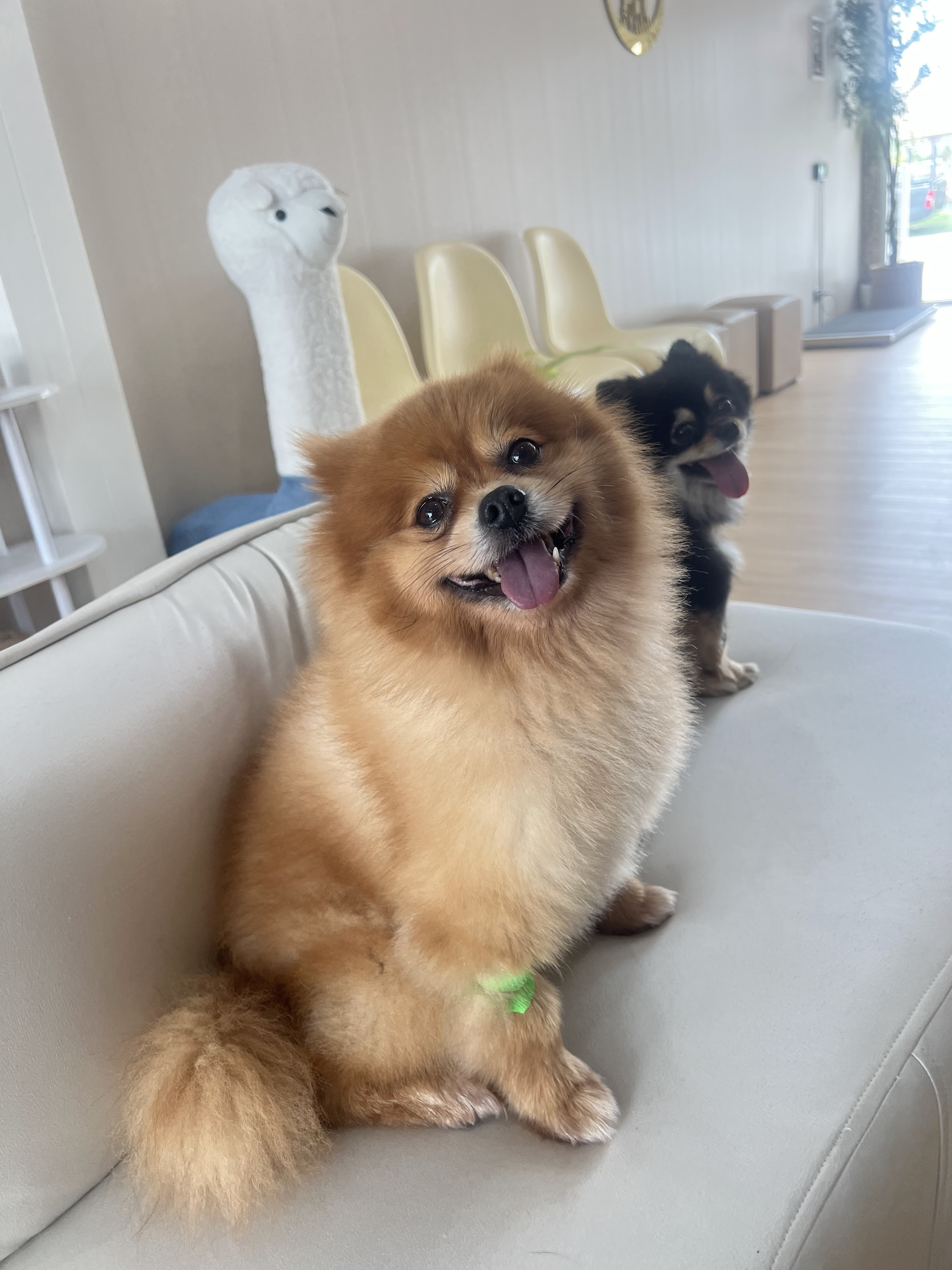Aniworld Phuket Pet Hospital