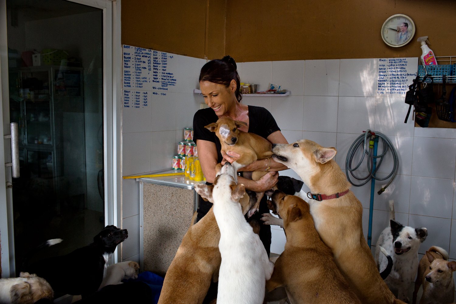 Bodhi Dog Rescue and Shelter