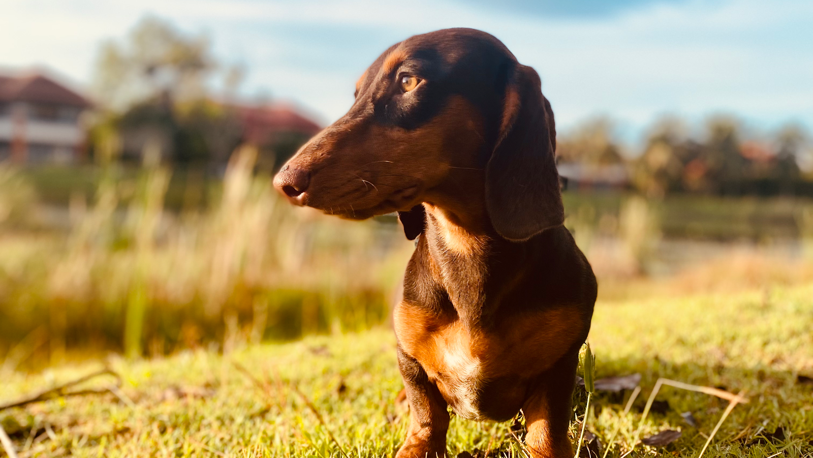 Canine Point