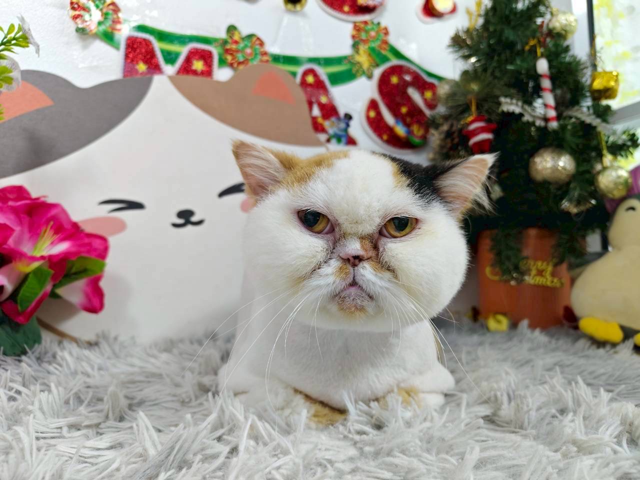 Cat Hotel and Grooming