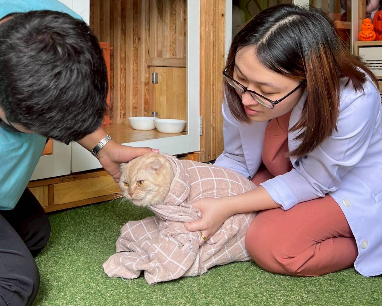 Cat Hotel and Grooming