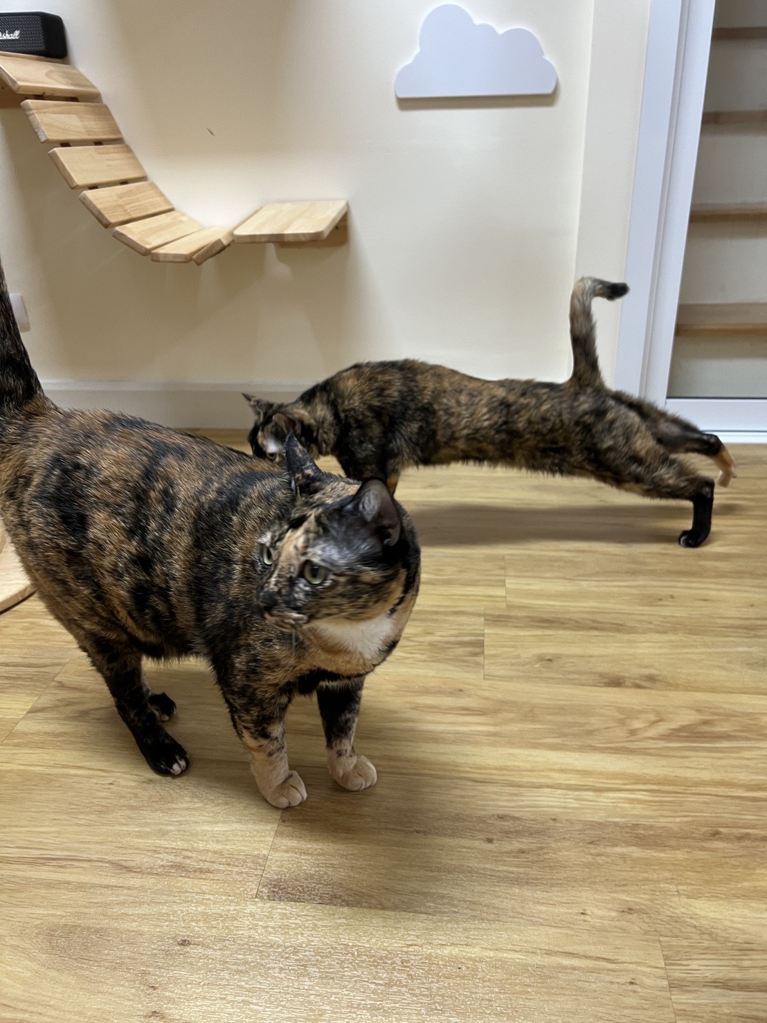 Catspurry Cat Hotel & Cat Grooming Phuket