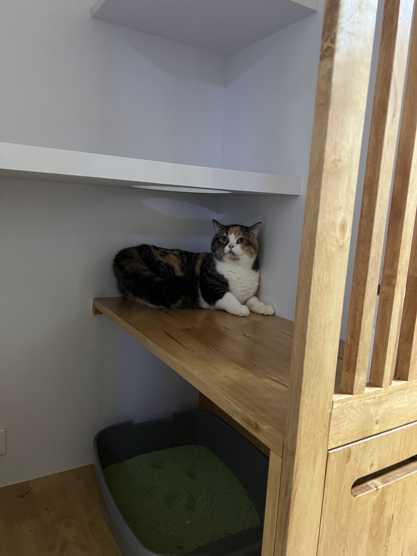 Catspurry Cat Hotel & Cat Grooming Phuket