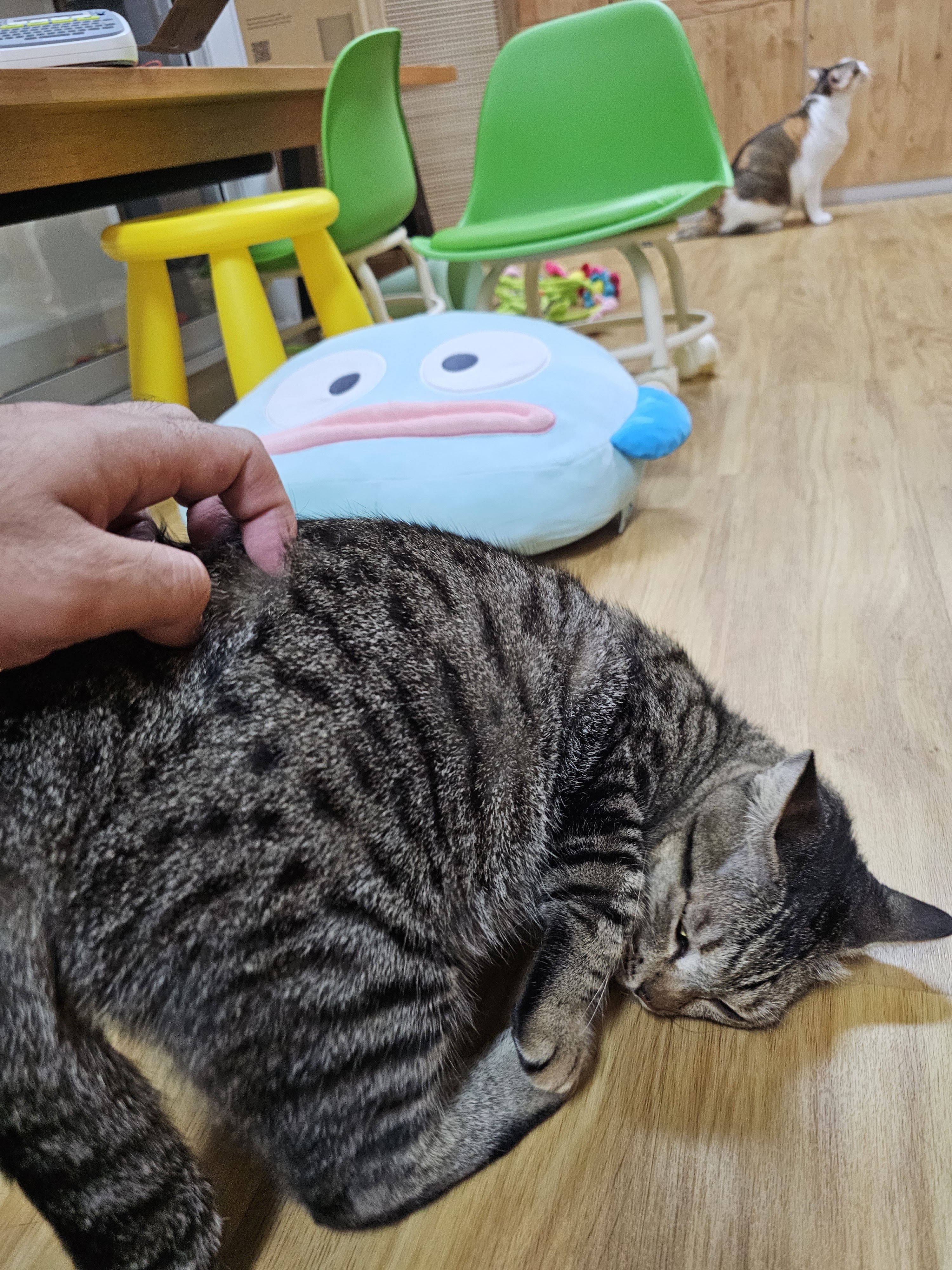 Catspurry Cat Hotel & Cat Grooming Phuket