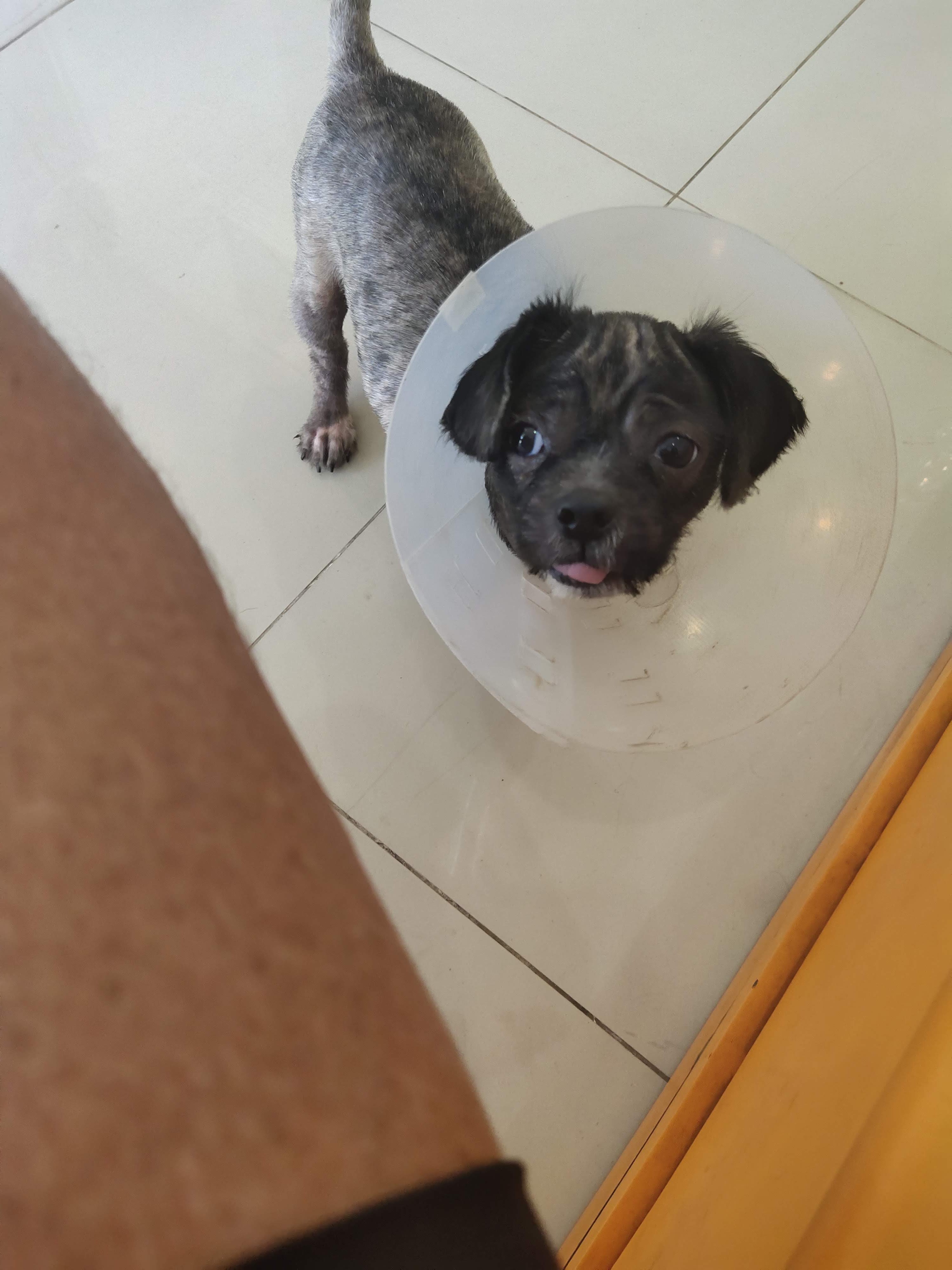 Doc. and Doc. Veterinary Clinic Phuket