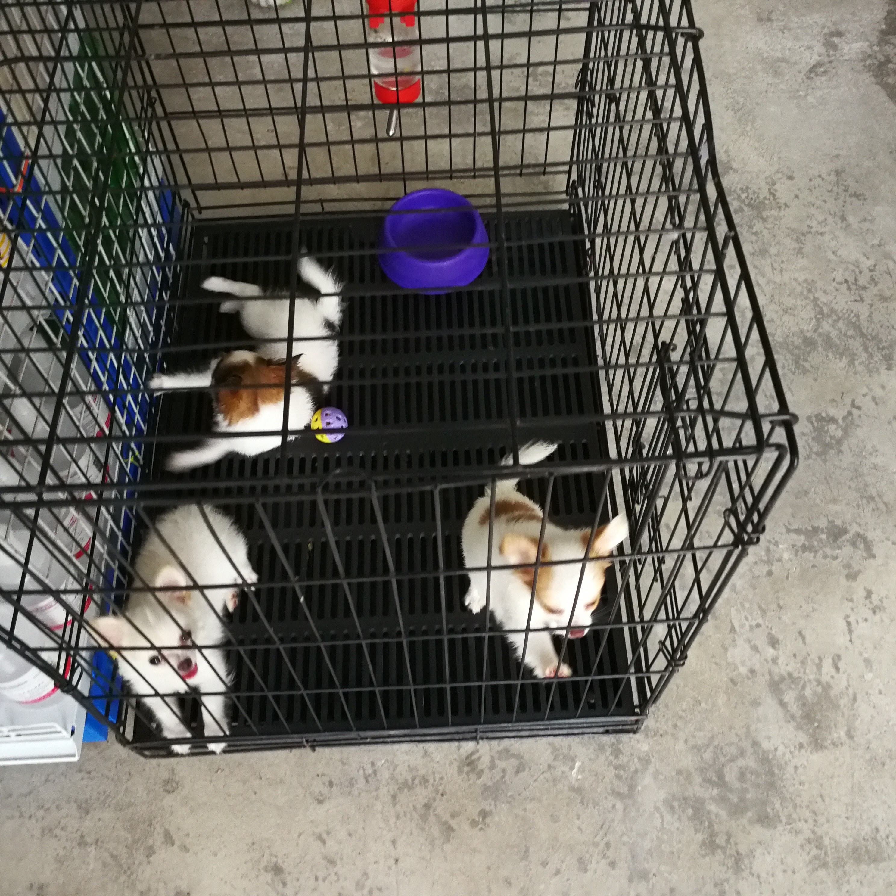 Fluke Pet Shop