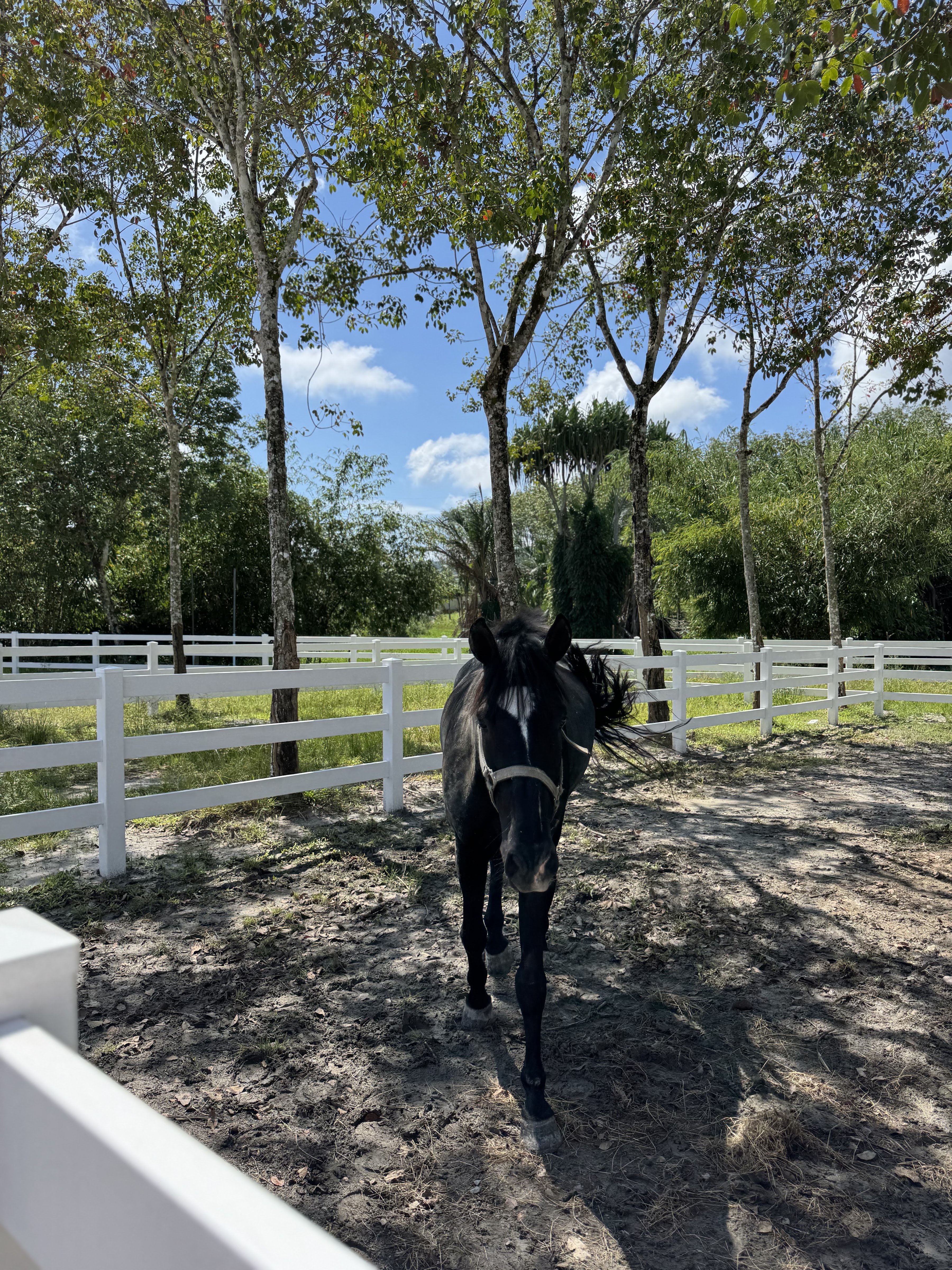 Horse Jumping Academy