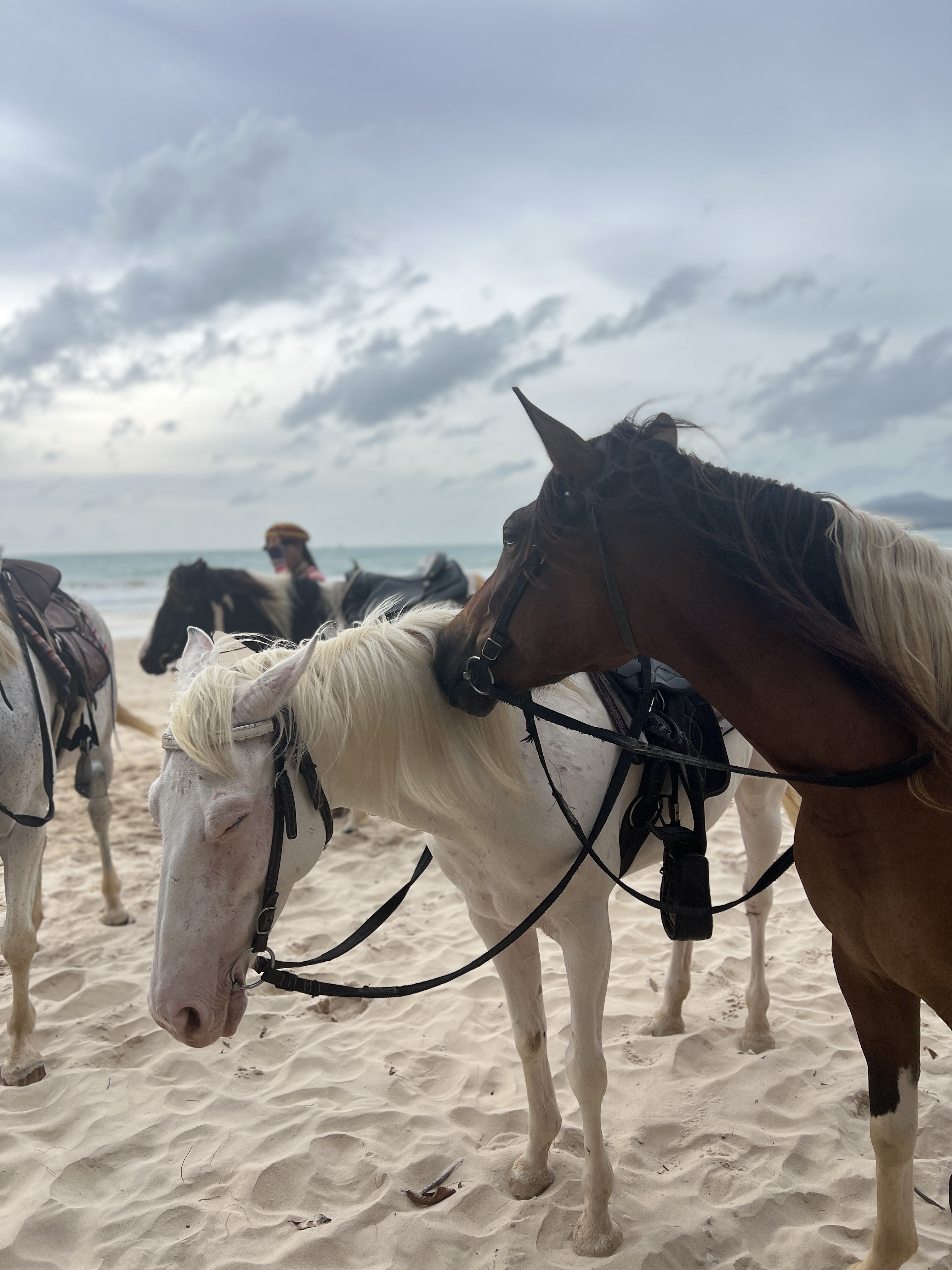 Horse Riding Phuket By Khun cowboy
