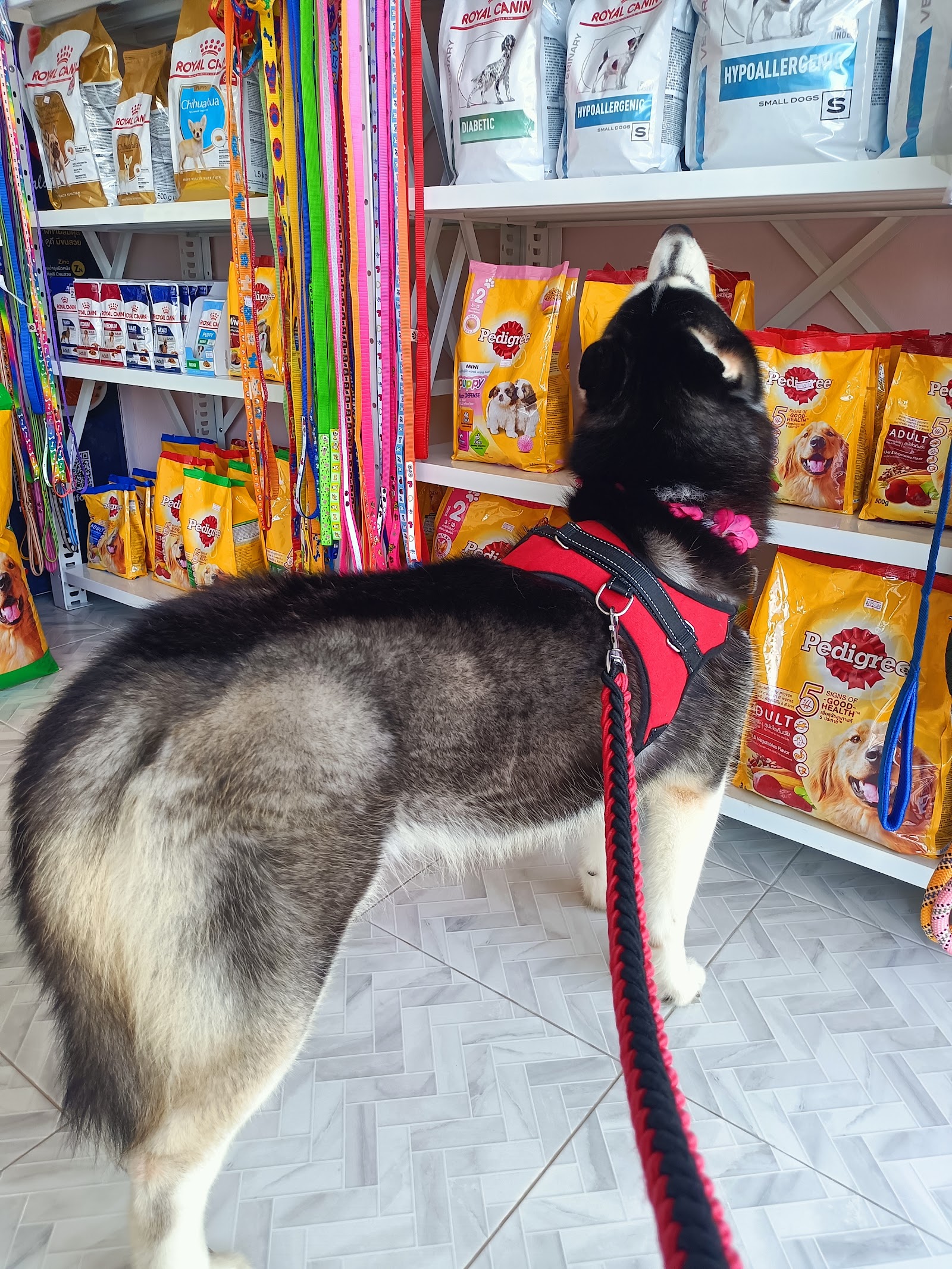 Kathu Animal Hospital