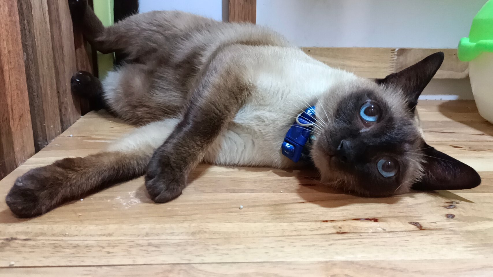 Meow Meow Cat Hotel Phuket