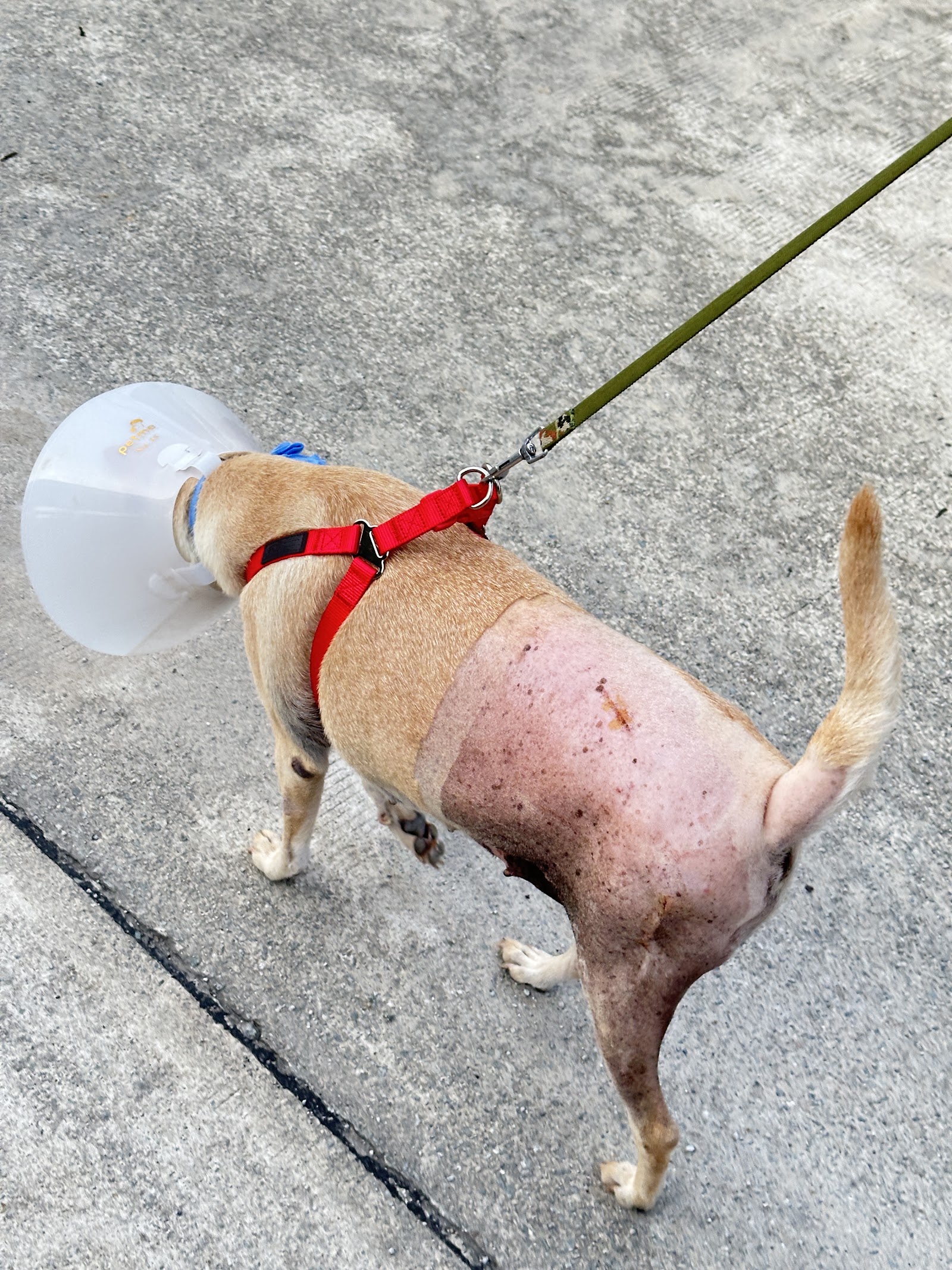Newtown pet clinic