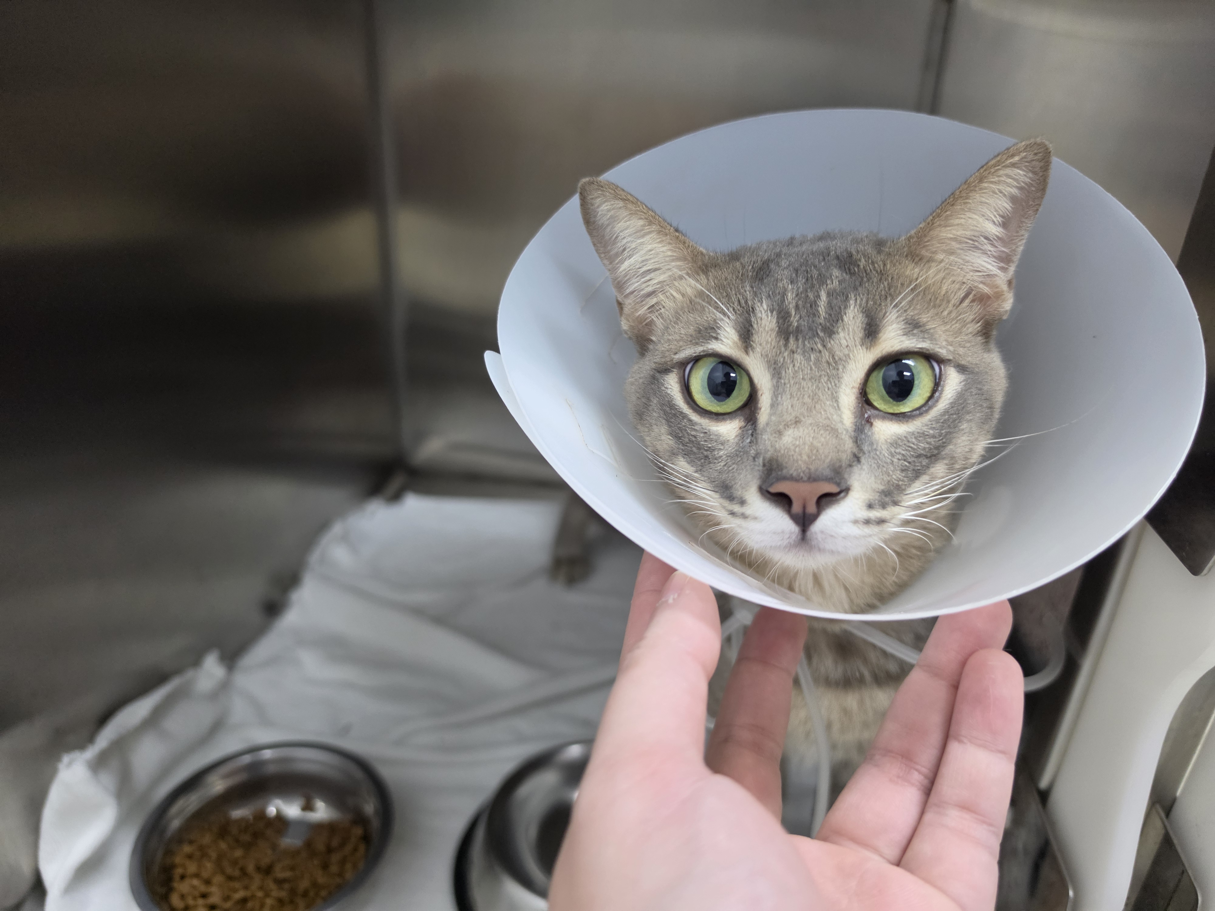 Pawstown Pet Hospital