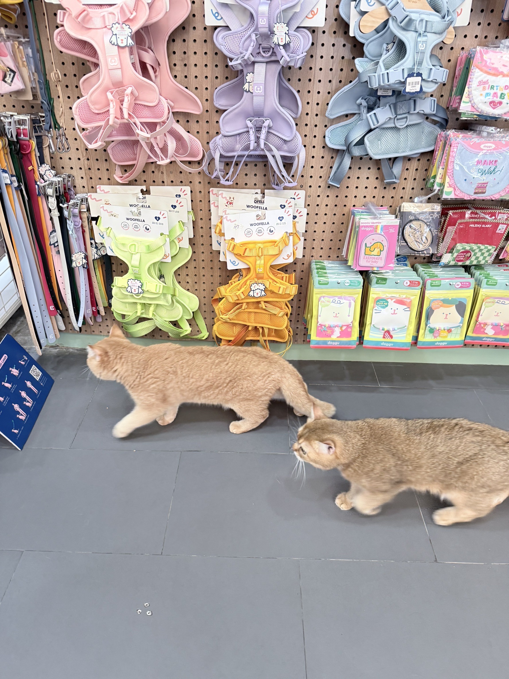 Pet & Co
